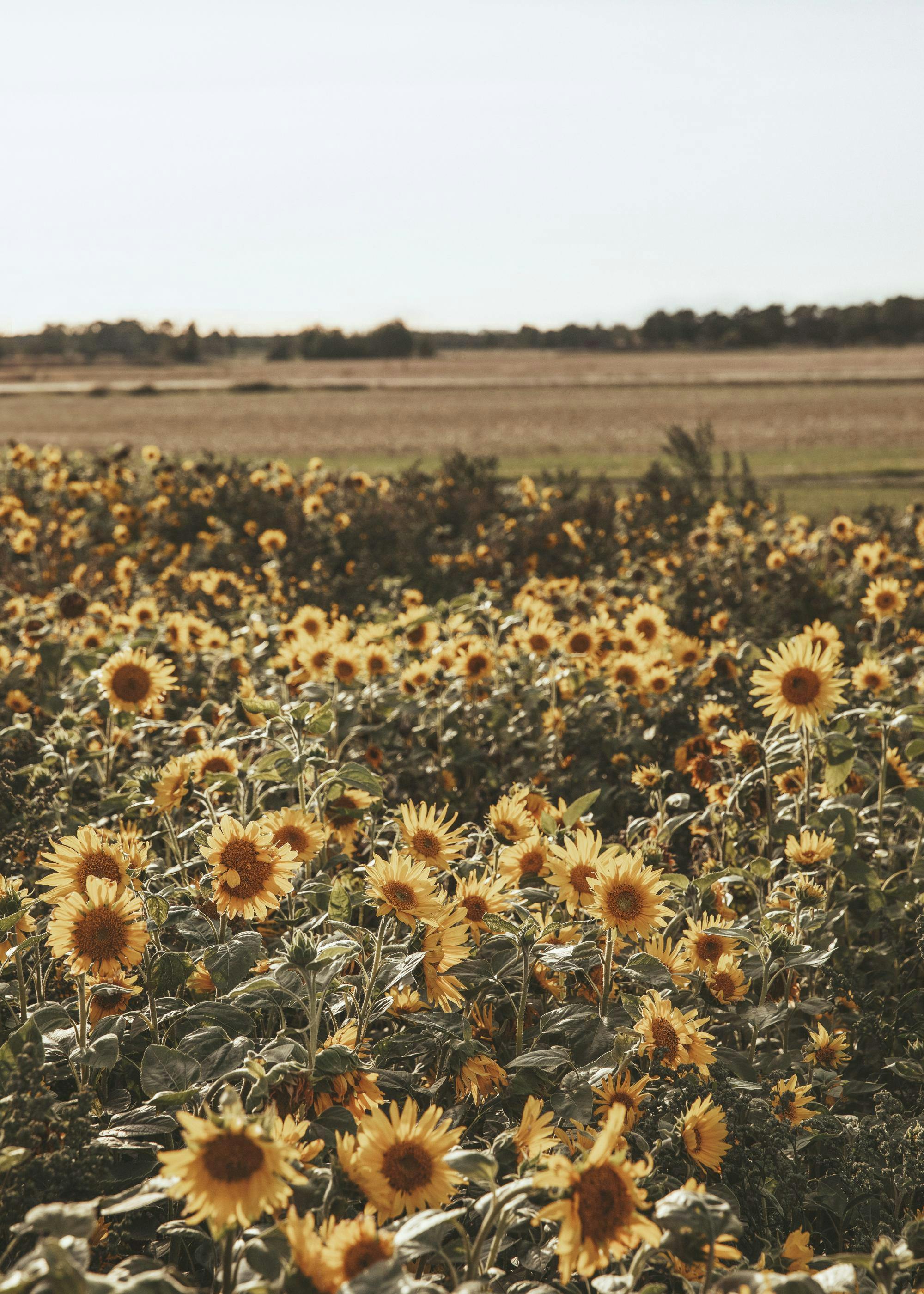 Un póster de un campo de girasoles con flores amarillas y verdes tallos bajo un cielo claro.