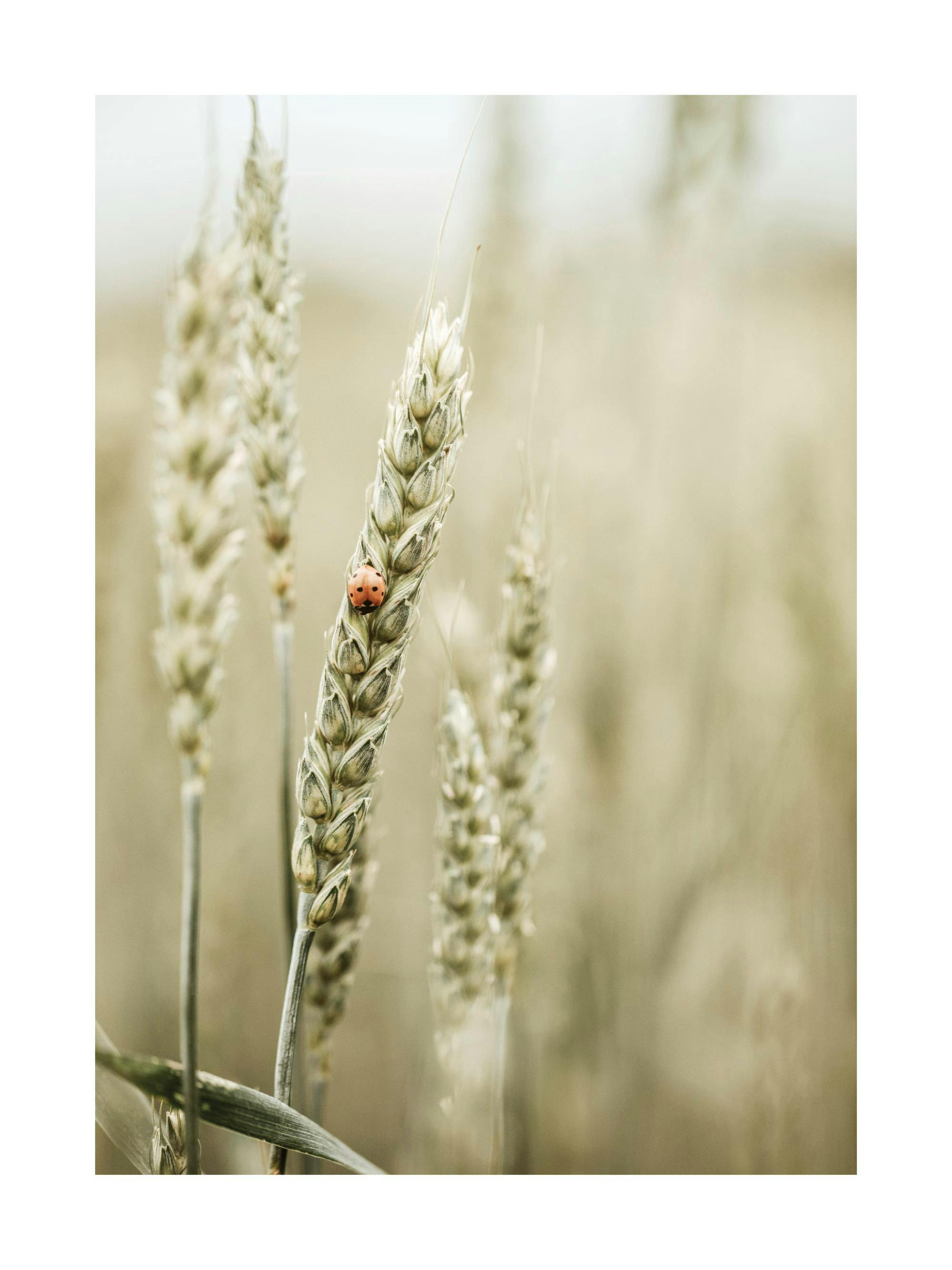 A poster featuring a close-up of a wheat stalk with a red ladybug, set against a soft, blurred field of wheat.