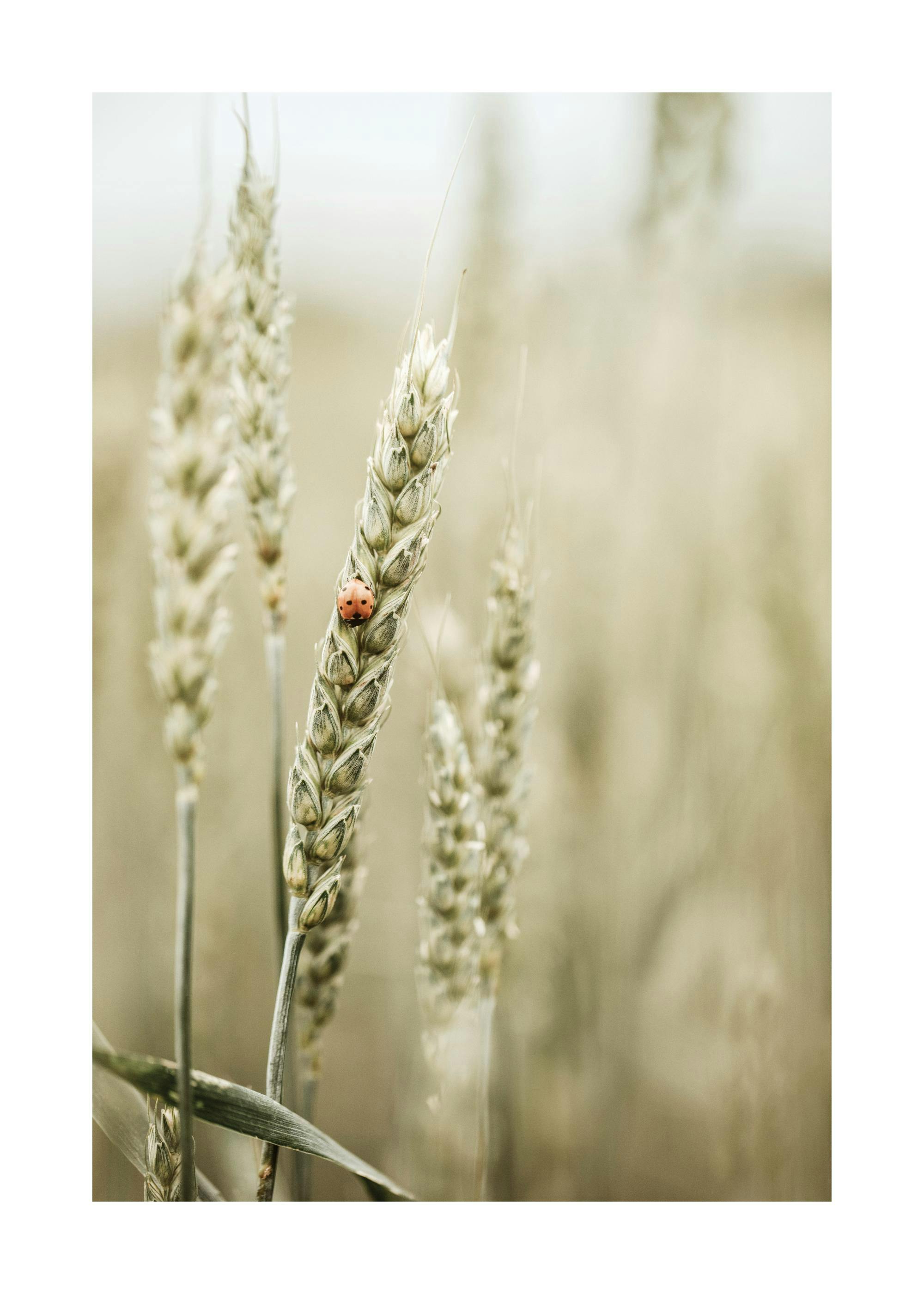 A poster featuring a close-up of a wheat stalk with a ladybug crawling on it, set against a soft, blurred field background.