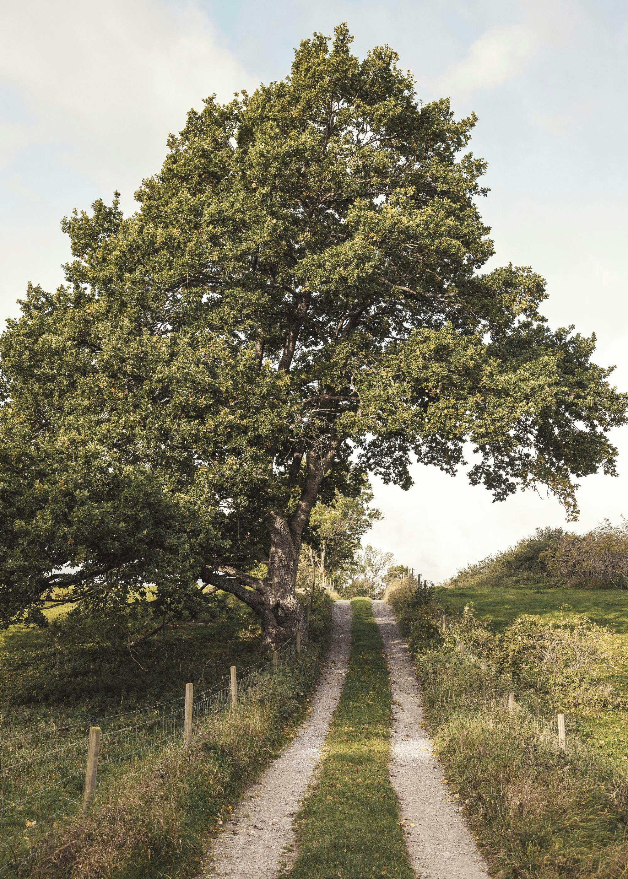 A poster of a dirt path leading uphill, flanked by green grass and a large, full tree on the left.