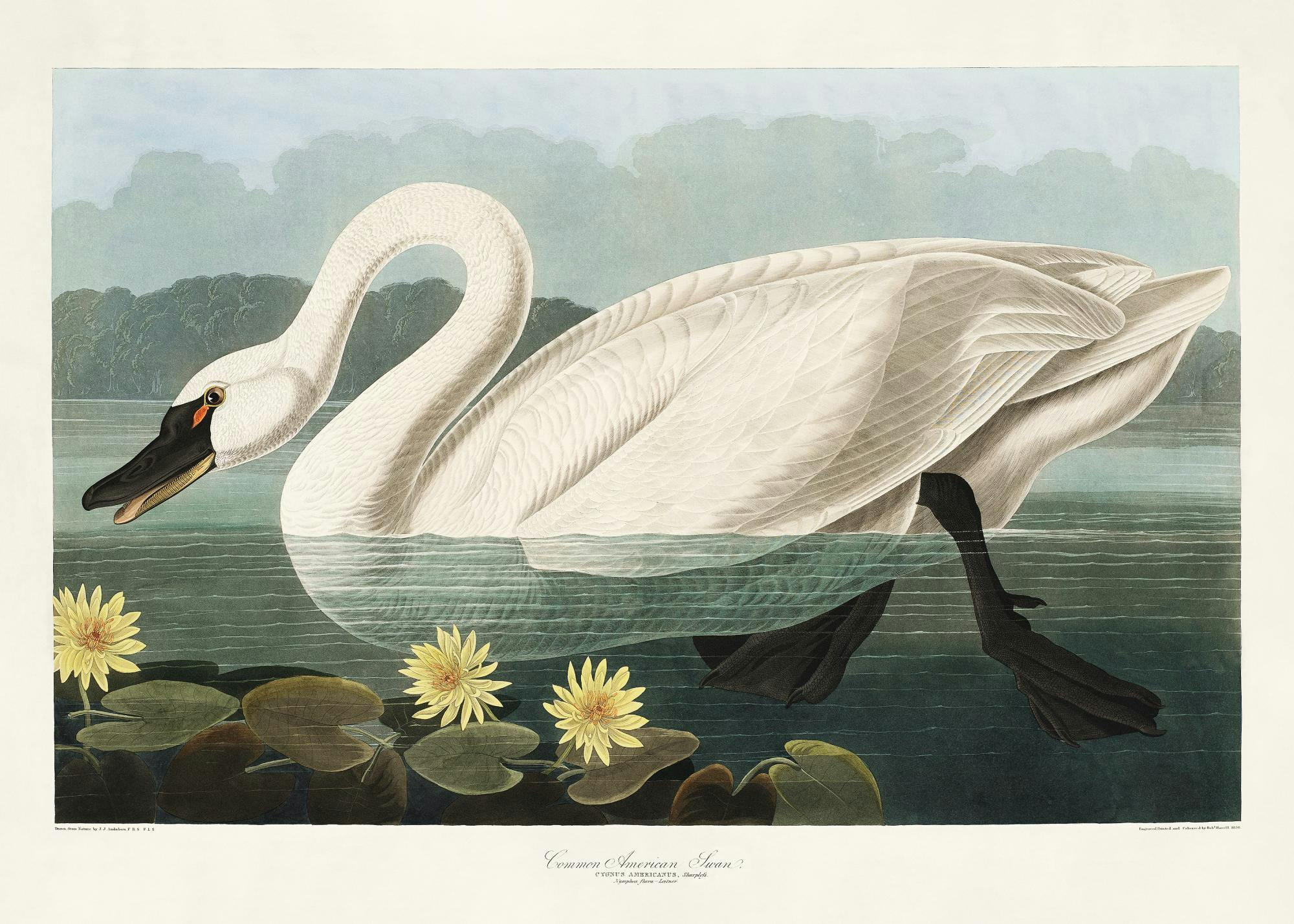 Poster mit einer Naturillustration eines weißen Schwans auf einem See mit gelben Seerosen.