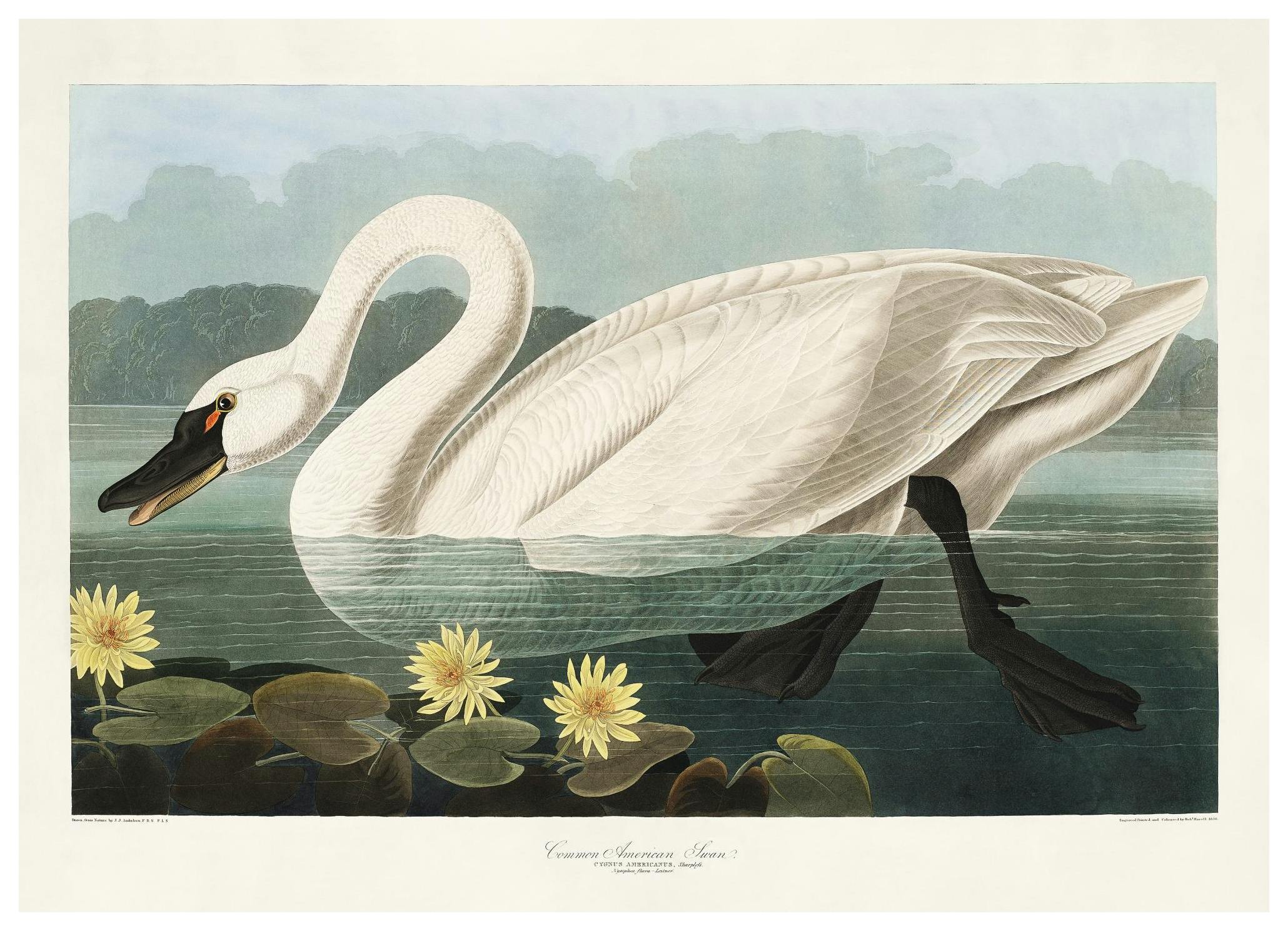Vintage Swan Poster (30x40 cm) - Poster Store