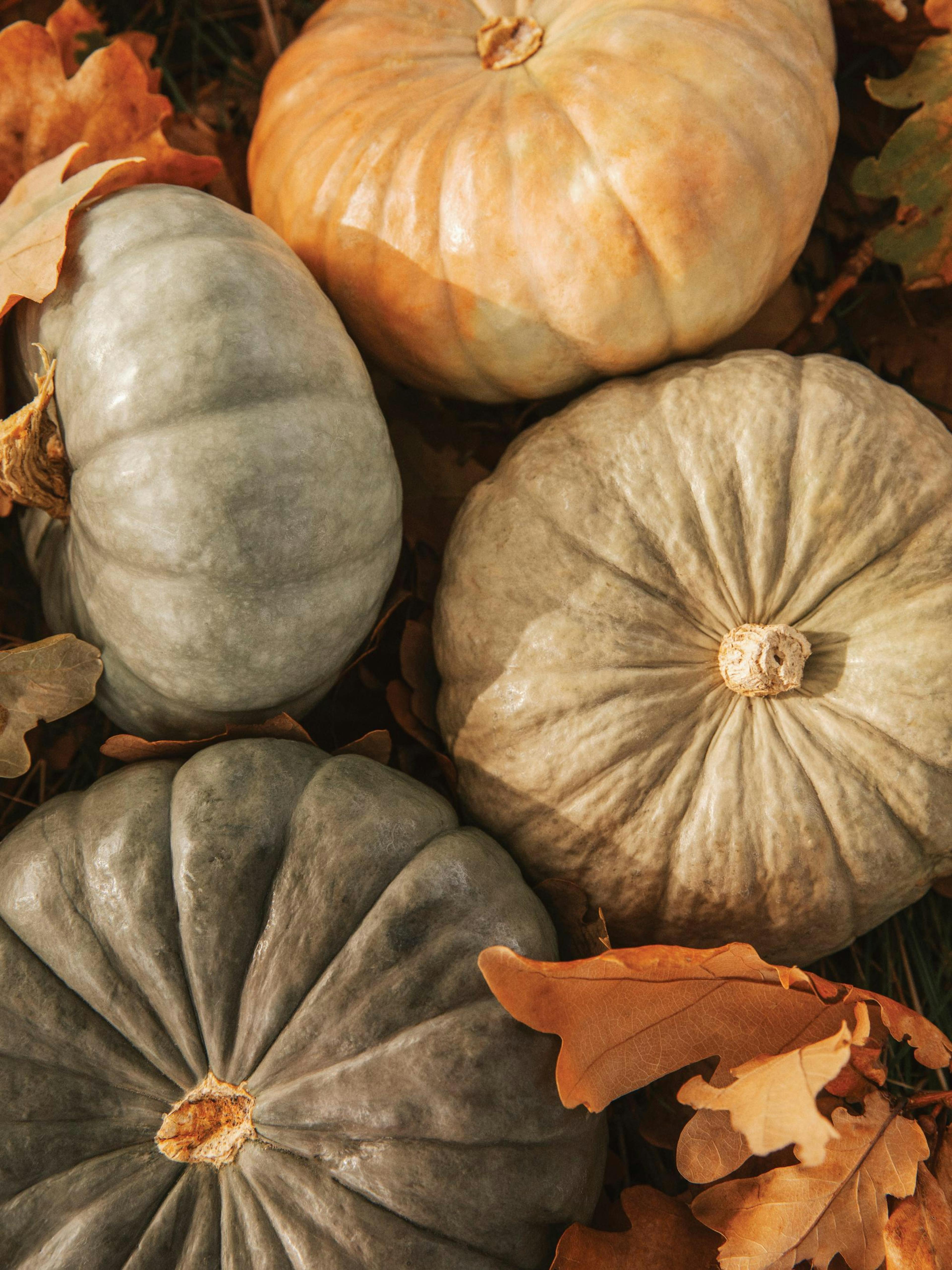 A poster featuring a top-down view of six pumpkins in various shades of cream, grey, and light orange, nestled among brown autum