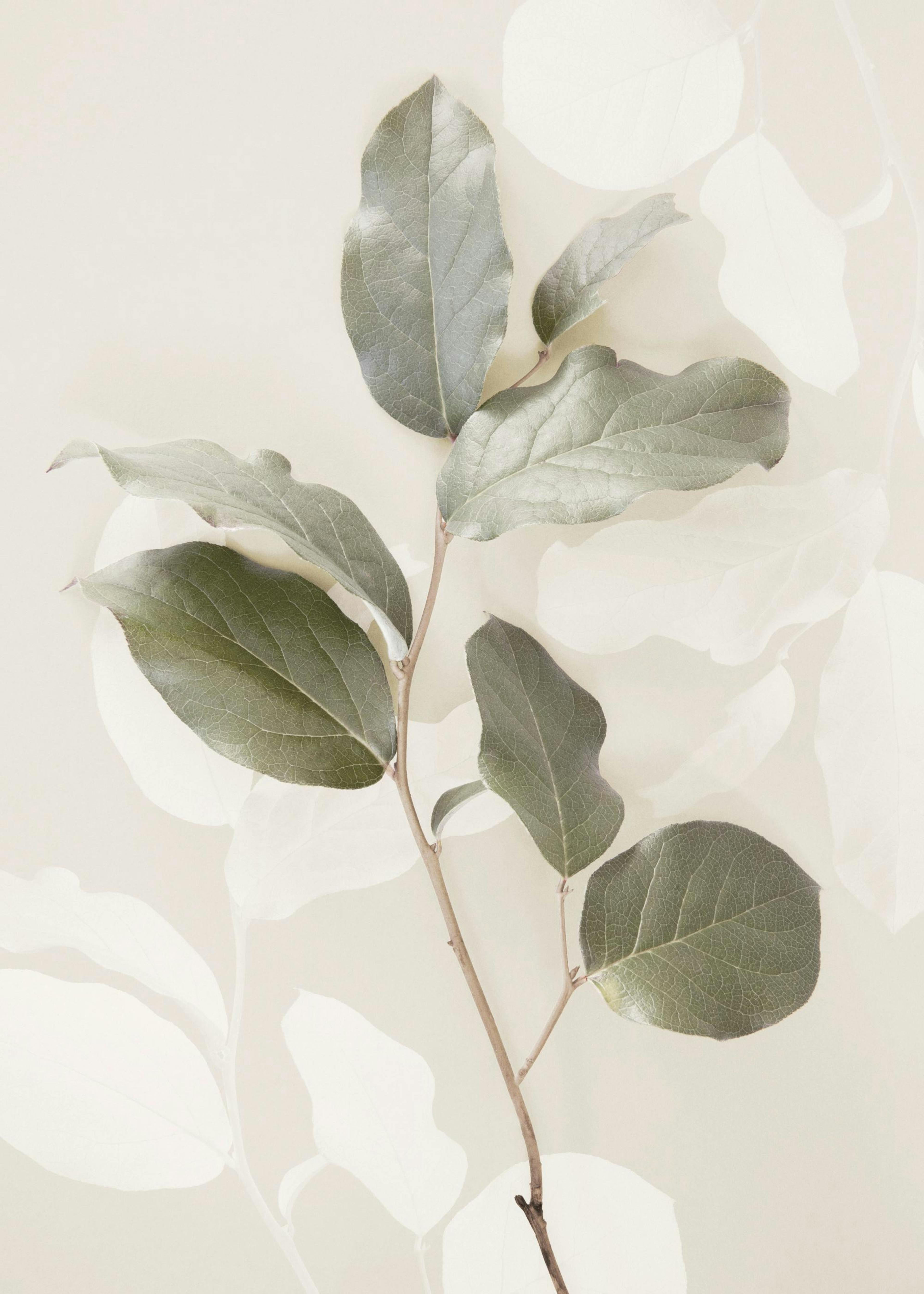 Green Twig Poster 0