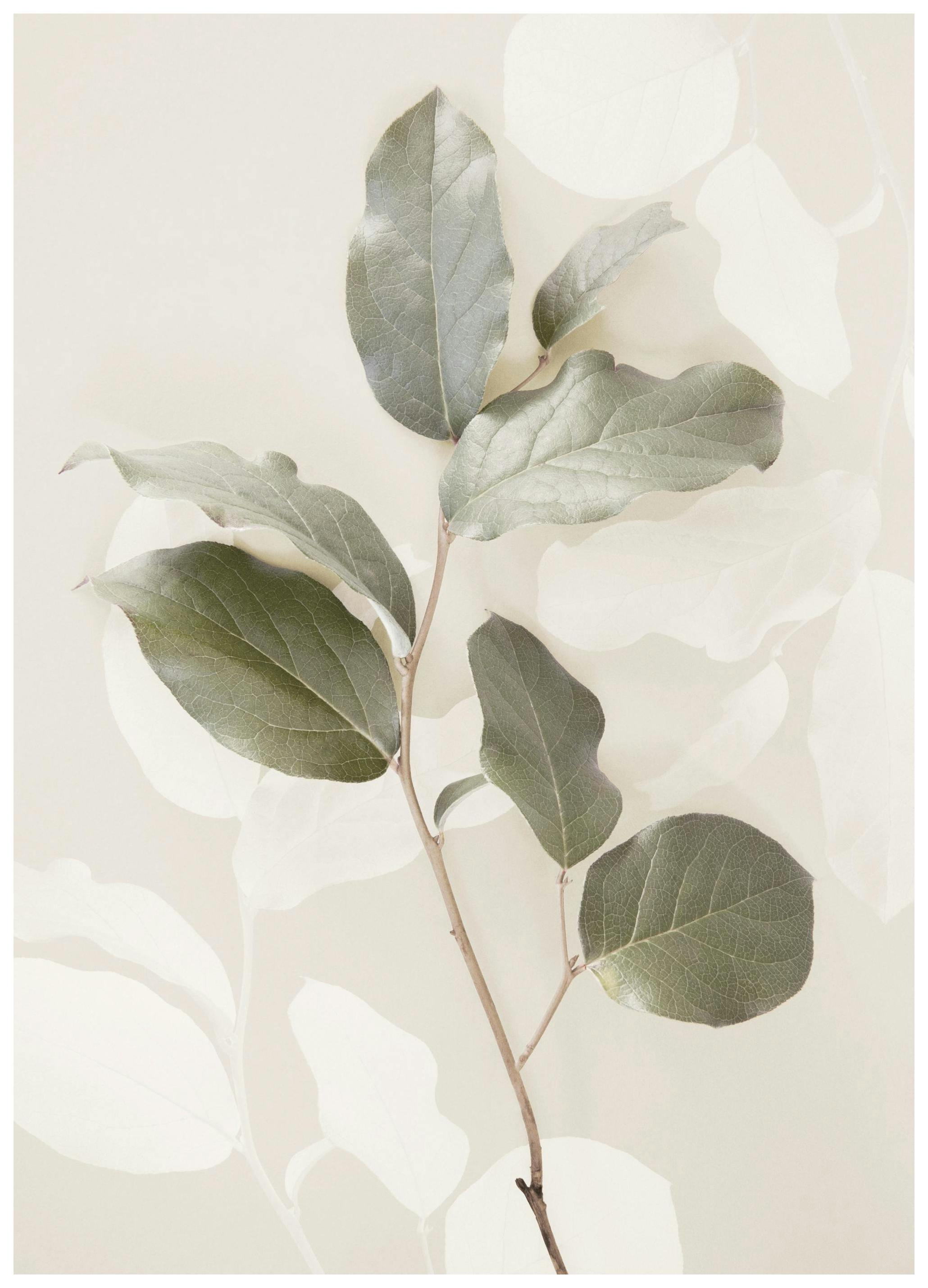 Green Twig Poster (21x30 cm) - Poster Store