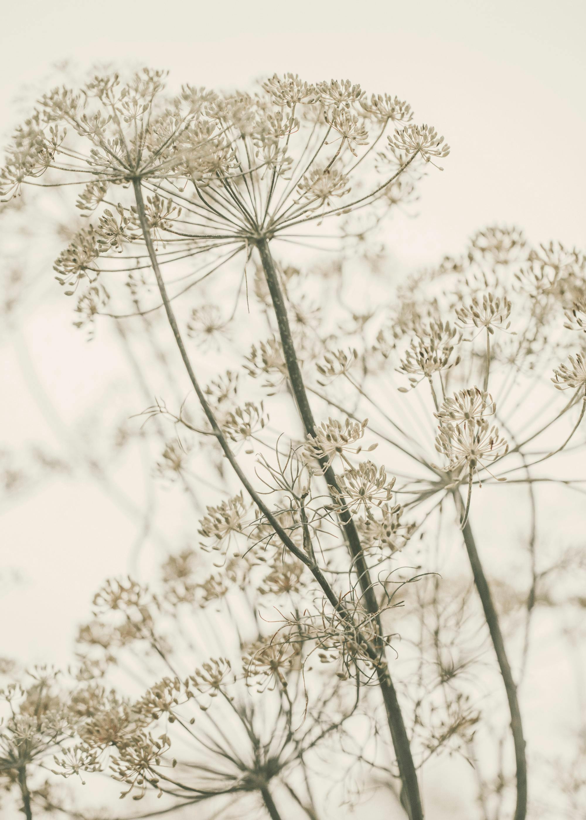 Een poster met een close-up van gedroogde dille bloemen in een sepia-tint, met een zachte, dromerige uitstraling.