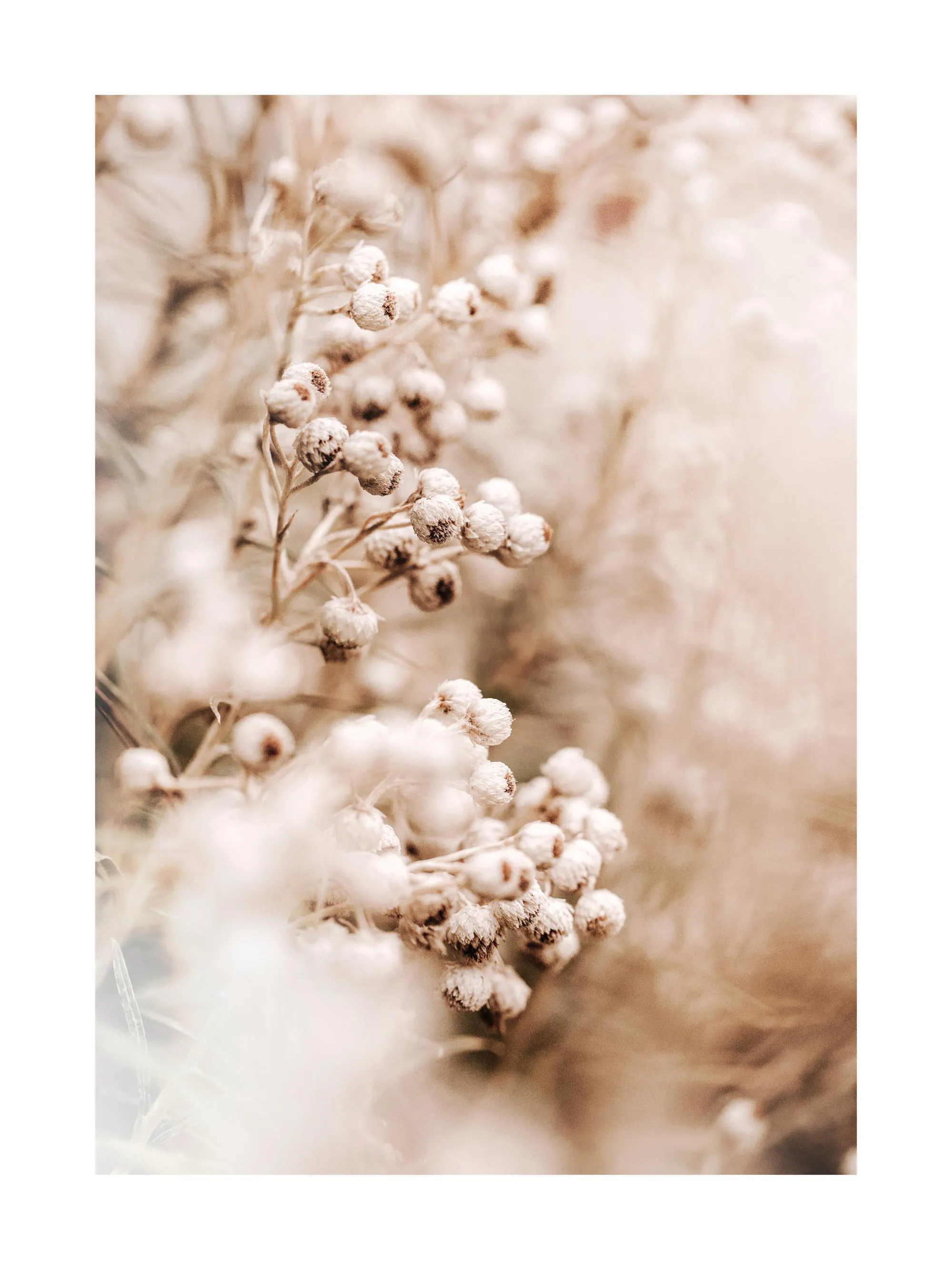 Zarte Blumen Poster mit beige Blumen