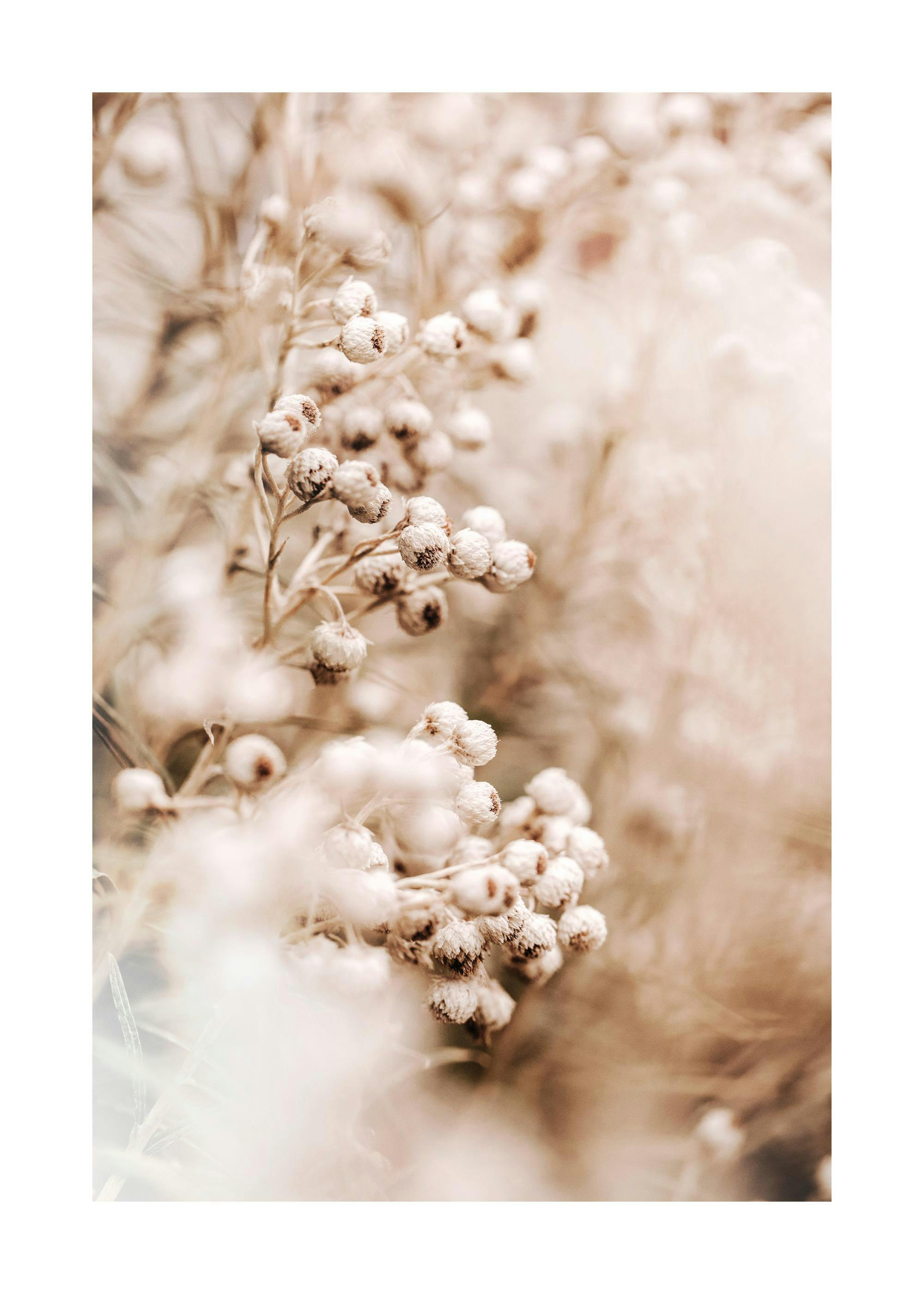 A poster featuring dried flowers in muted beige and brown tones, with a soft, blurred background.