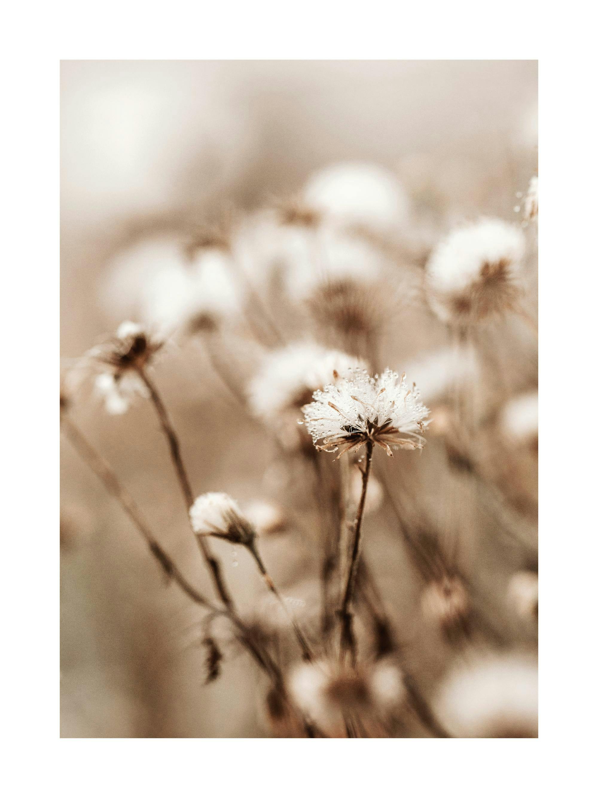 Poster mit Tau bedeckte, vertrocknete Distelblüten in Nahaufnahme, im Herbstlicht in erdigen Brauntönen.