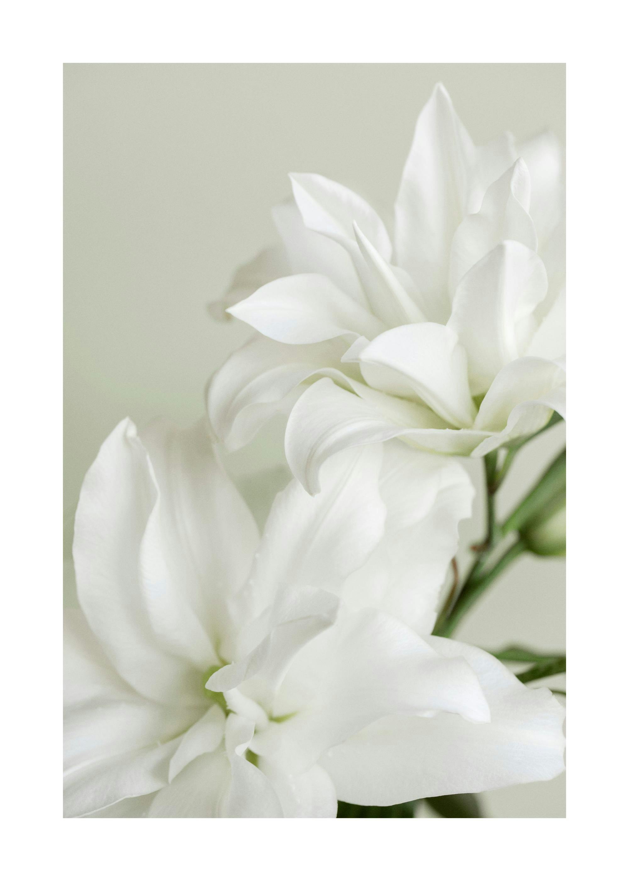 En poster som visar en närbild av vita blomblad med en mjuk grön bakgrund.