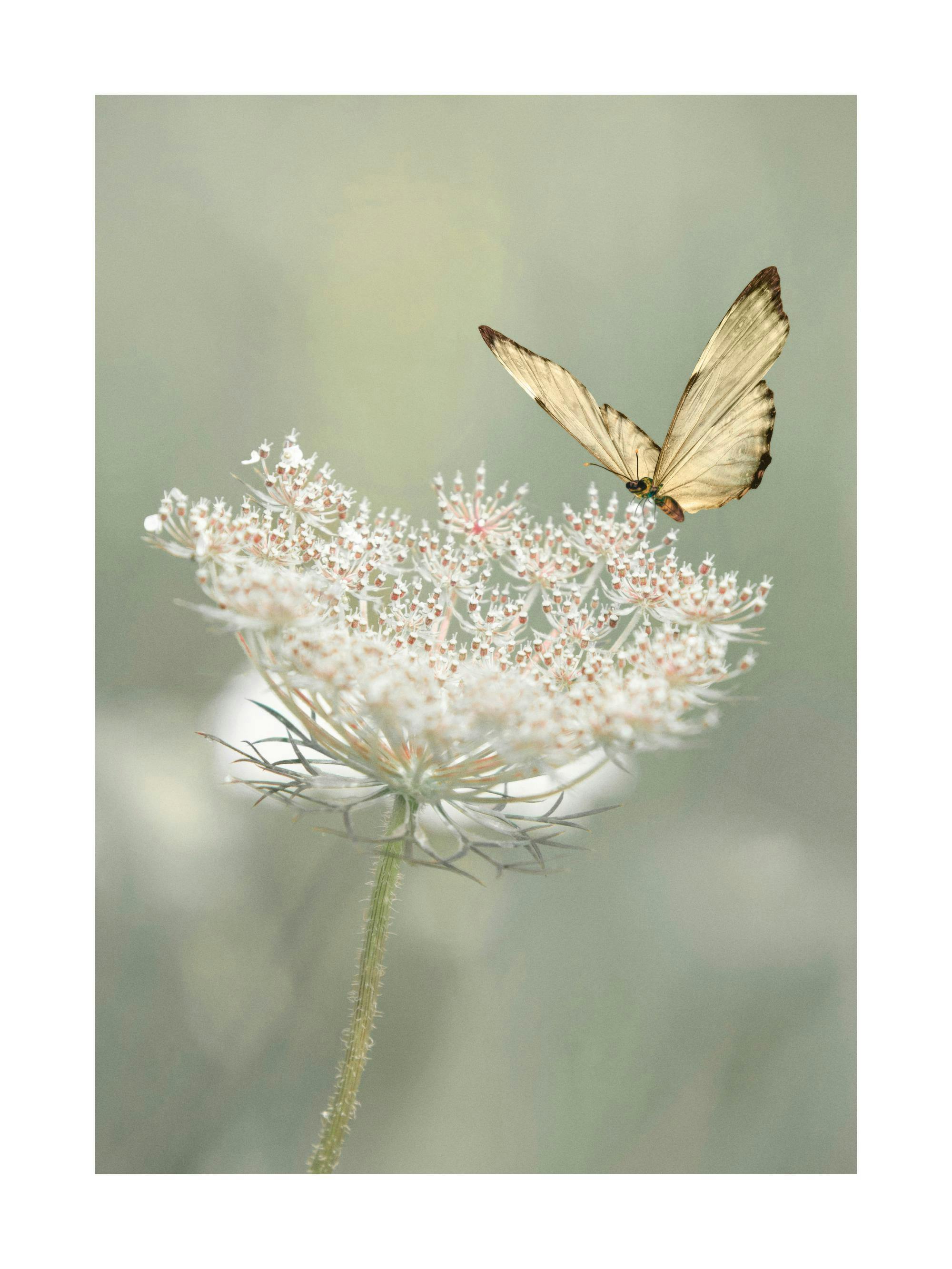A poster featuring a golden butterfly close to a white and pink Queen Annes Lace flower against a soft green background.