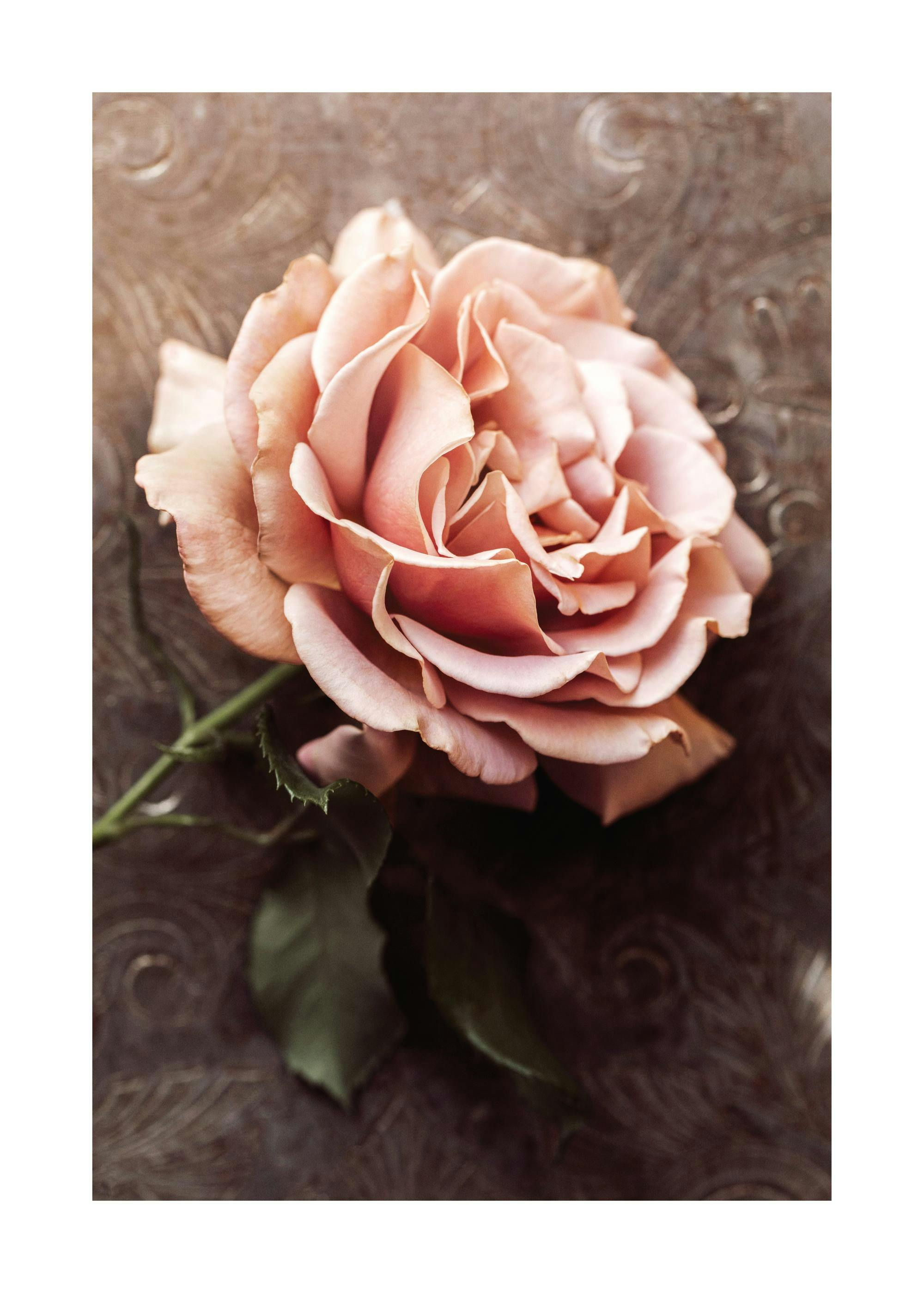 A poster featuring a close-up of a soft pink rose with a green stem and leaves, set against a dark, textured background.
