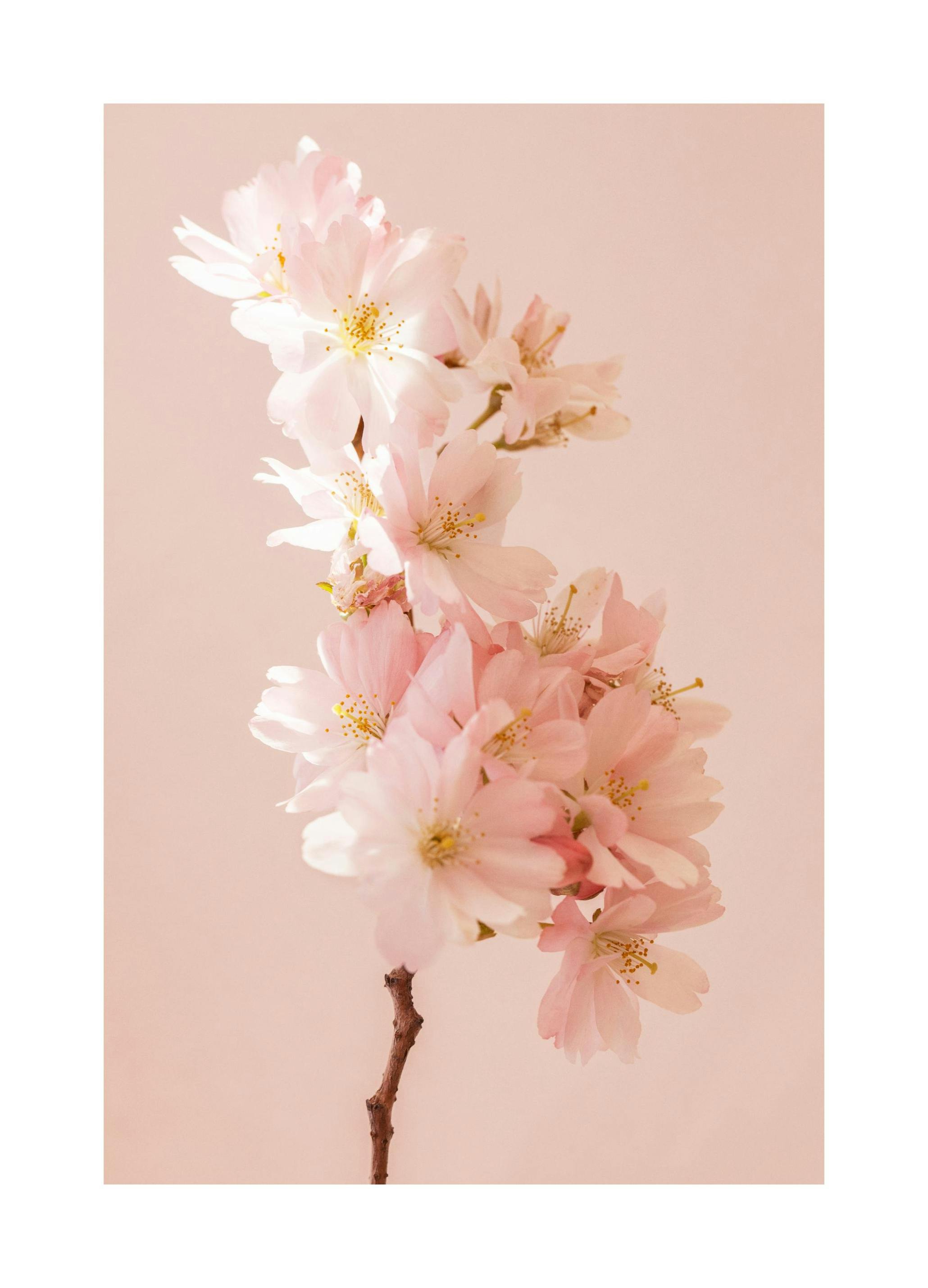 Romantic Cherry Blossom Poster (50x70 cm) - Poster Store