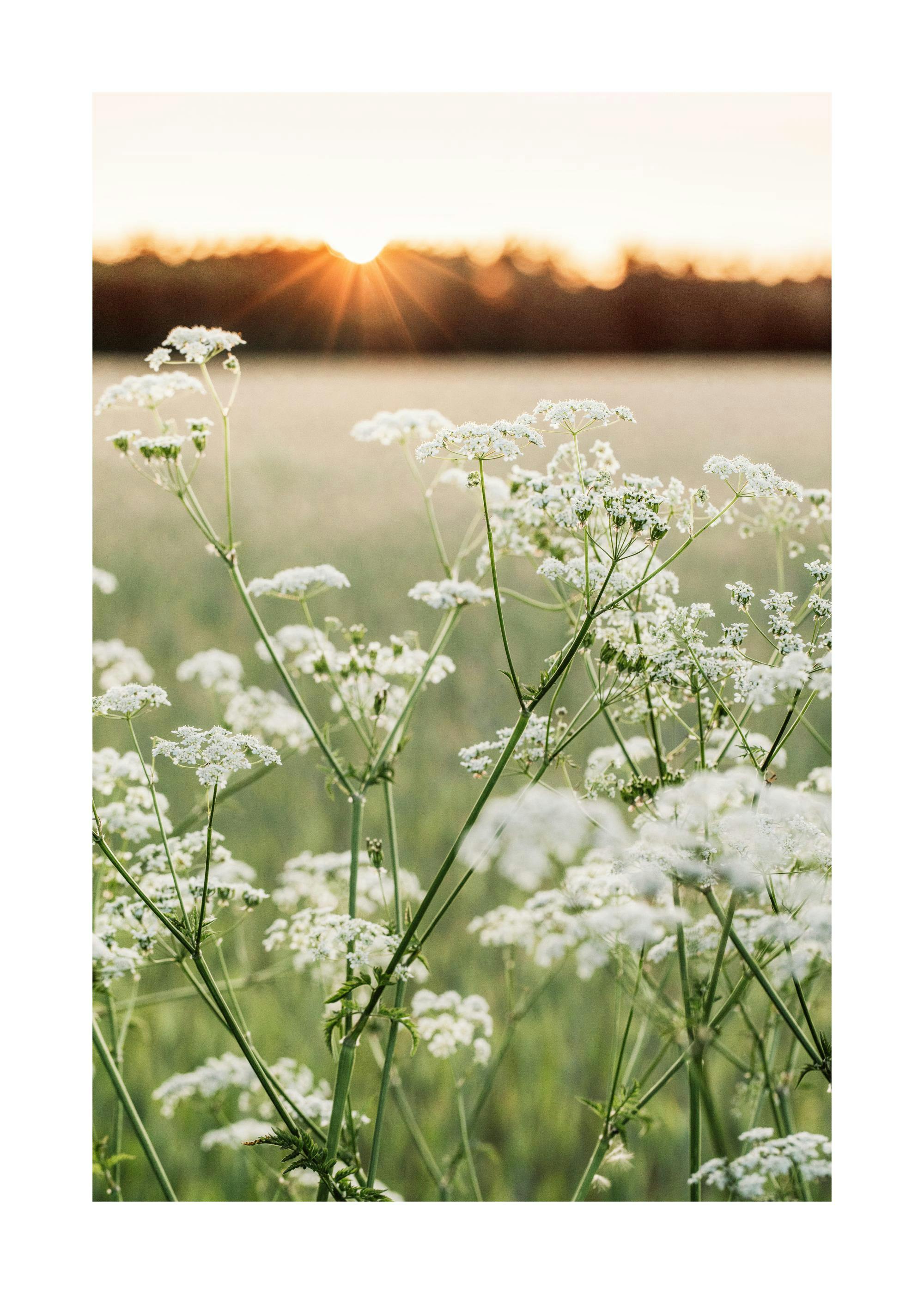 Poster: Eine Nahaufnahme von weißen Holunderblüten mit einem warmen Sonnenuntergang im Hintergrund.