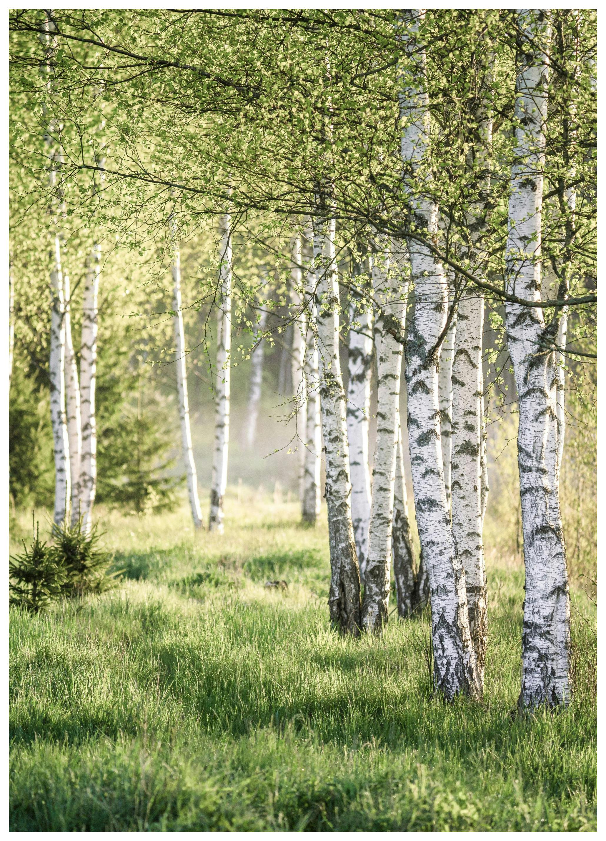 Tavaszi Nyírfaerdő Poszter (50x70 cm) - Poster Store