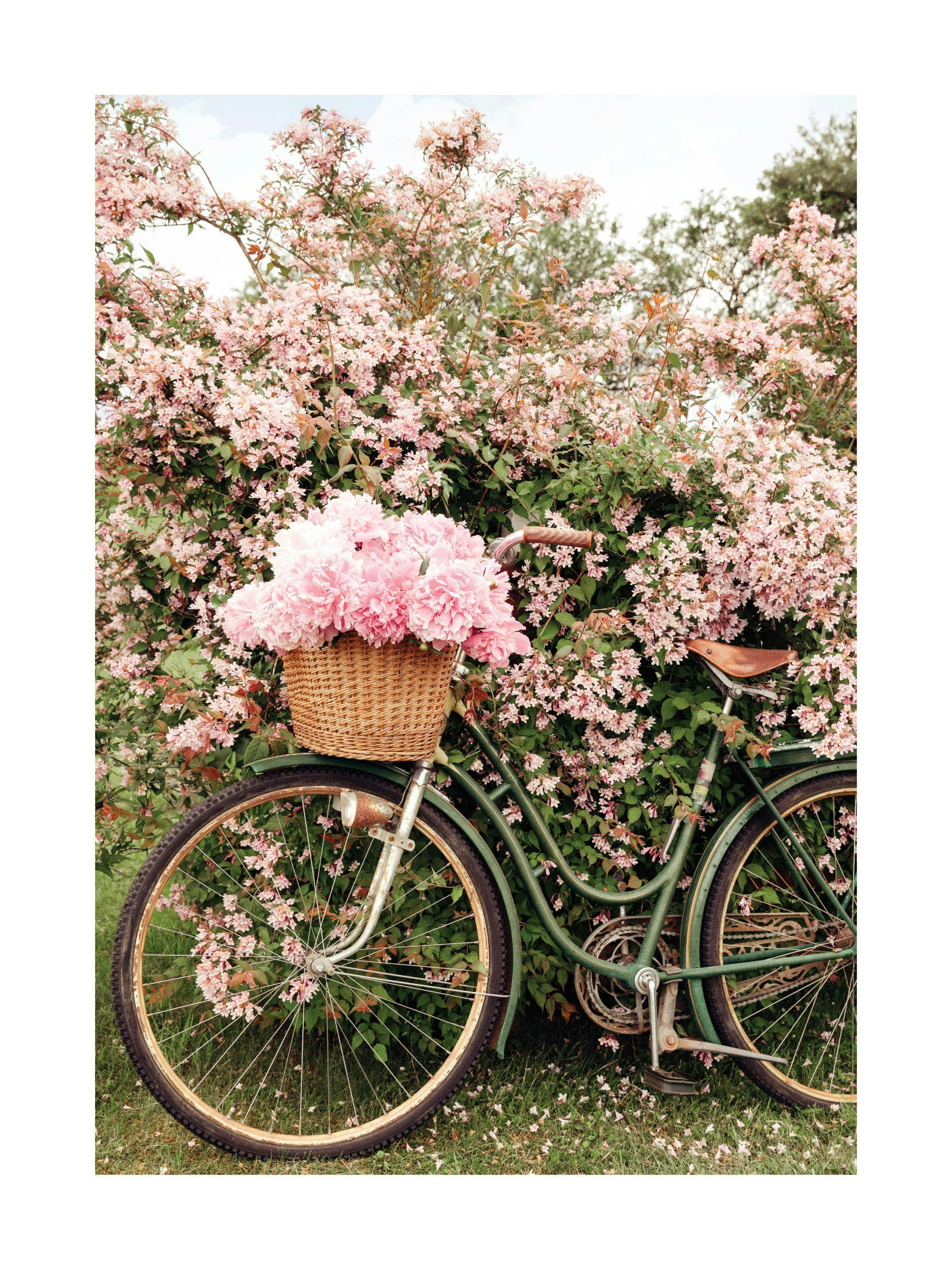 Poster dun vélo vert vintage avec un panier de pivoines roses devant un buisson fleuri.
