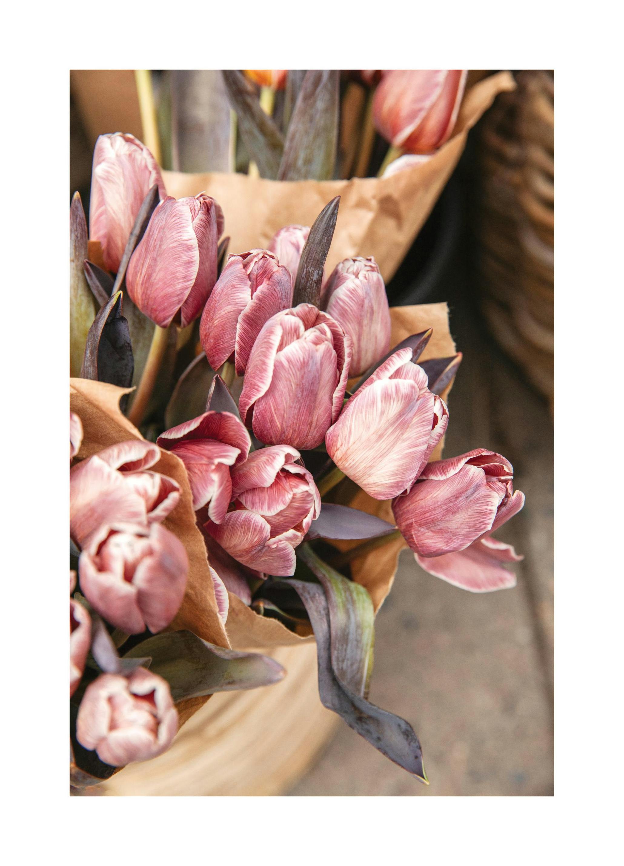 Brownie Tulip Bouquet Poster (50x70 cm) - Poster Store