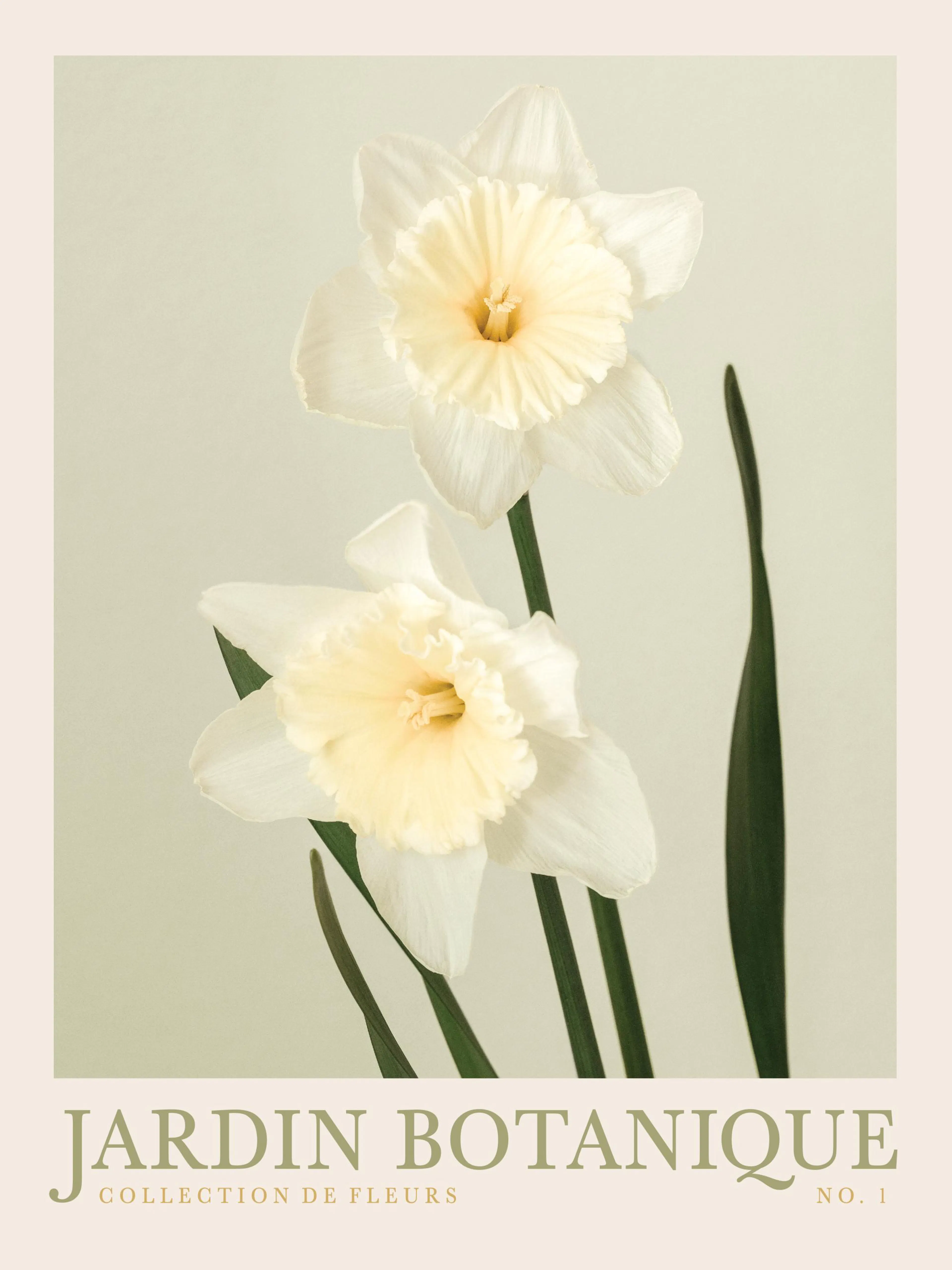 A poster featuring two white and yellow narcissus flowers with green stems on a light beige background.