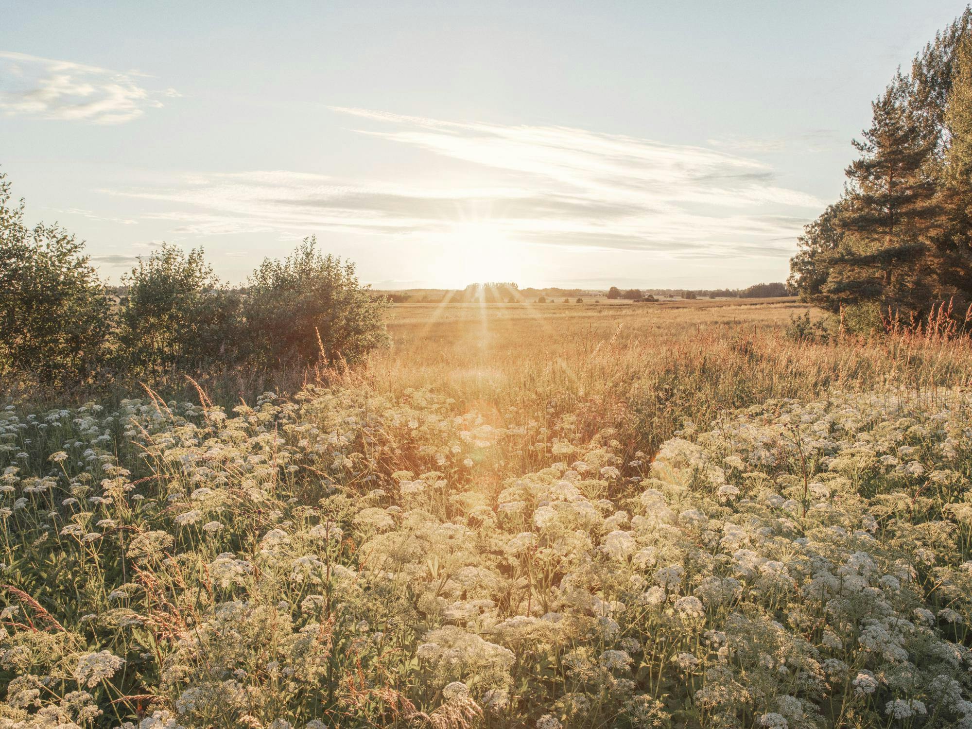 Poster dun champ de fleurs blanches et dherbes au lever du soleil, avec des arbres en arrière-plan.