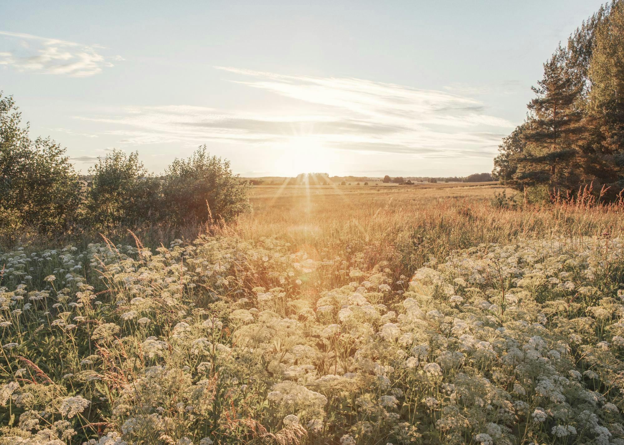 En poster av ett somrigt fält med blommande vit hundkex och gyllene gräs i solnedgång.