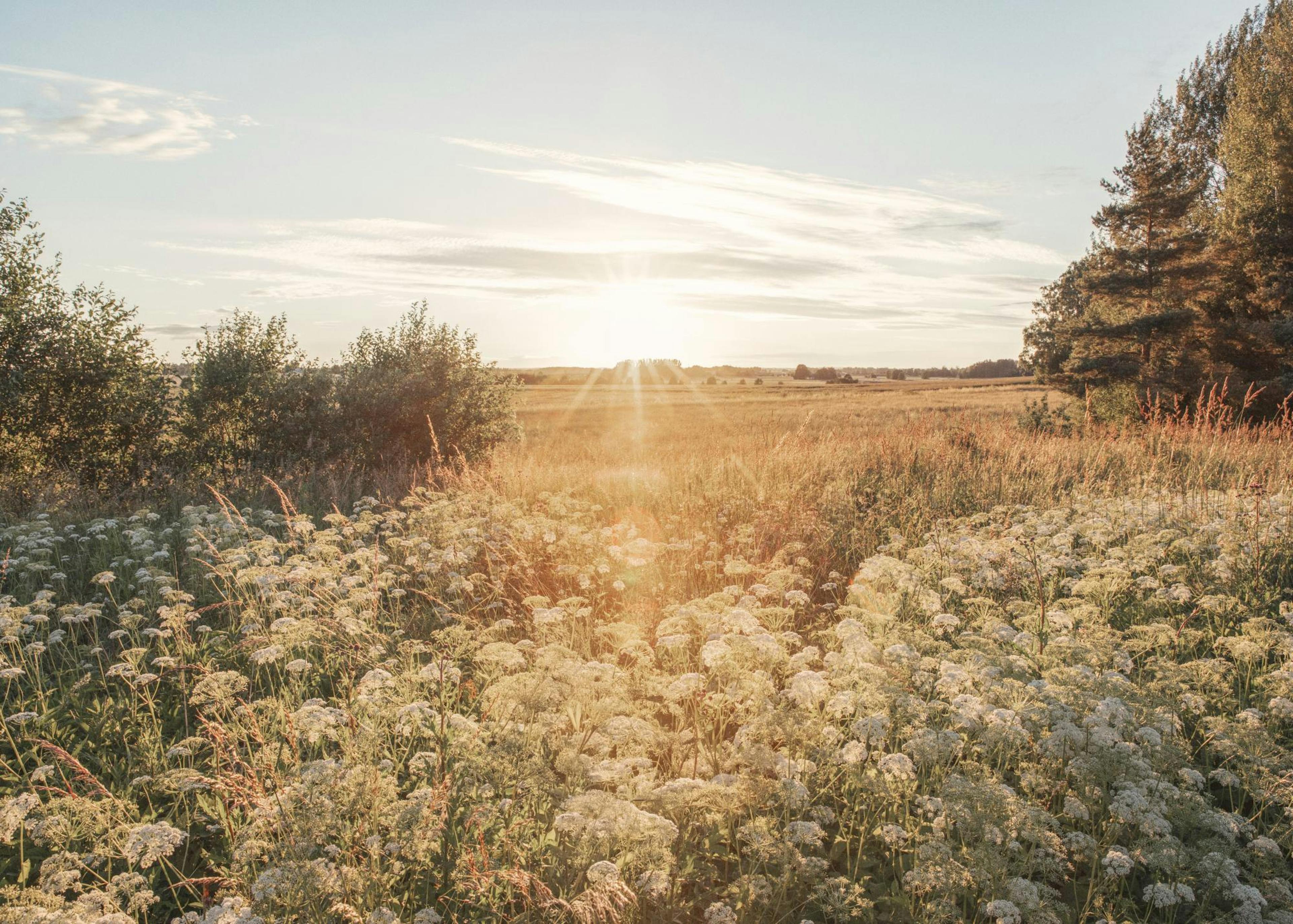 Golden Meadow Poster 0