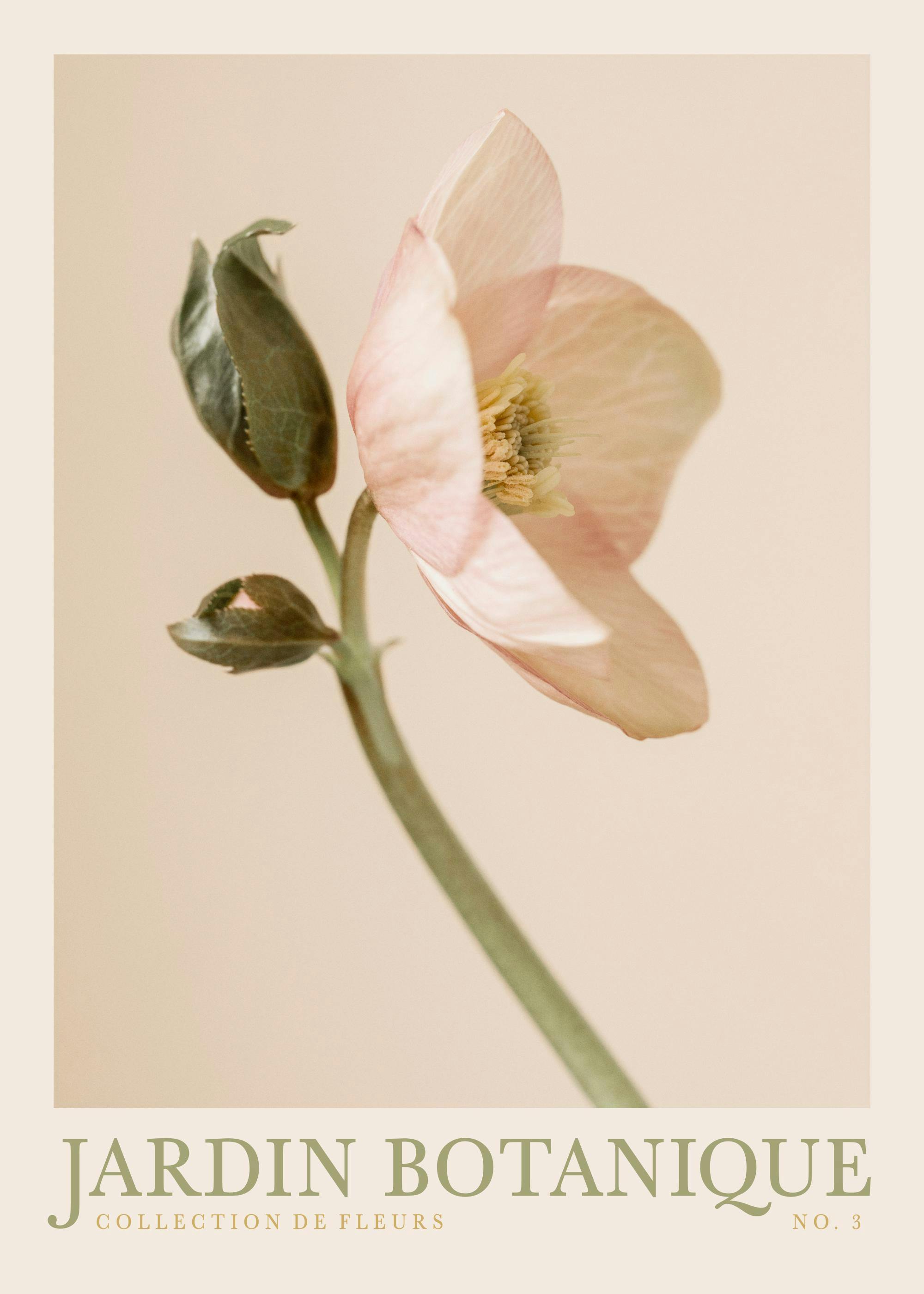A poster featuring a close-up of a delicate pink hellebore flower with dark green leaves on a light beige background.
