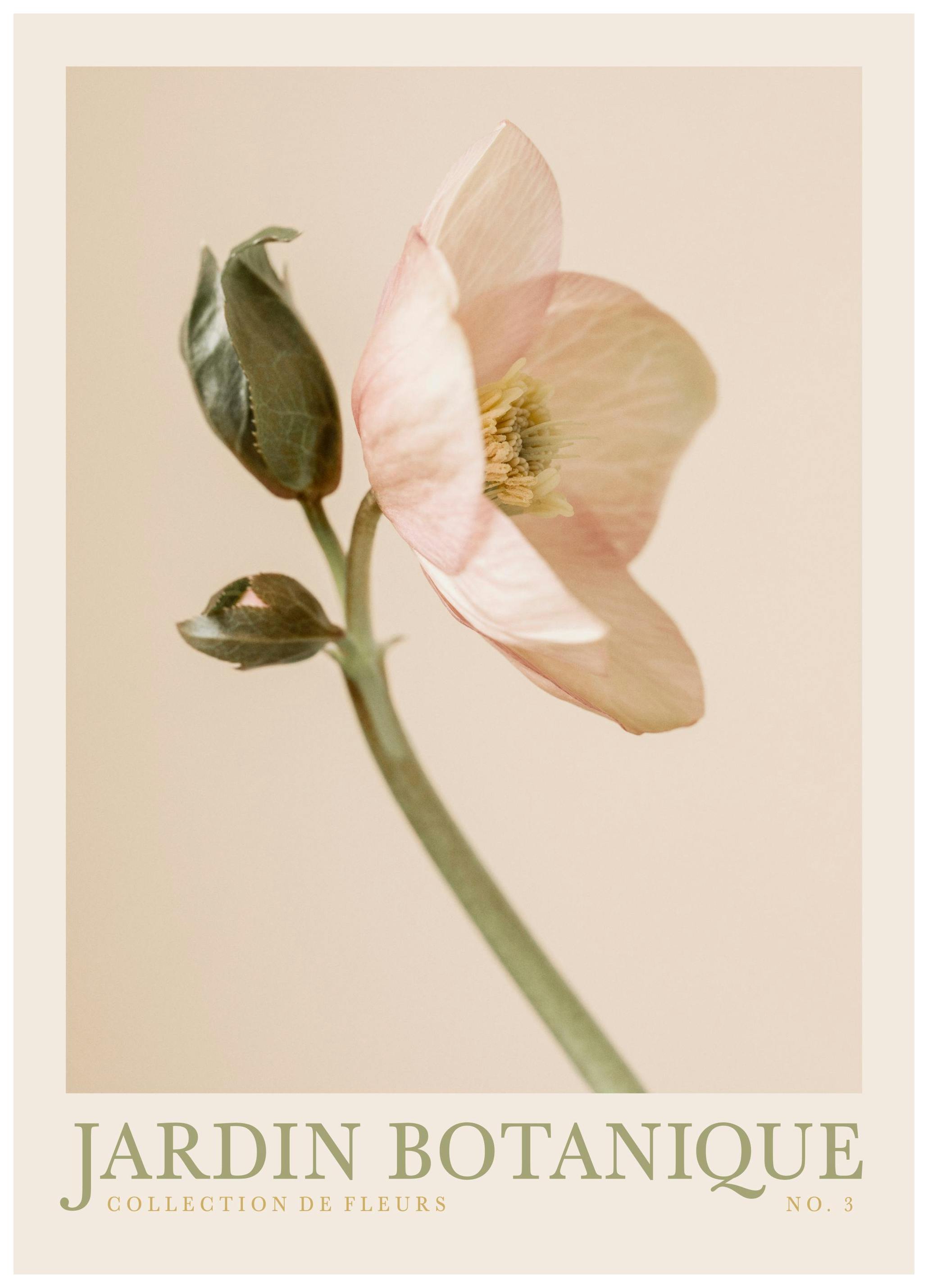 Jardin Botanique No3 Poster (50x70 cm) - Poster Store