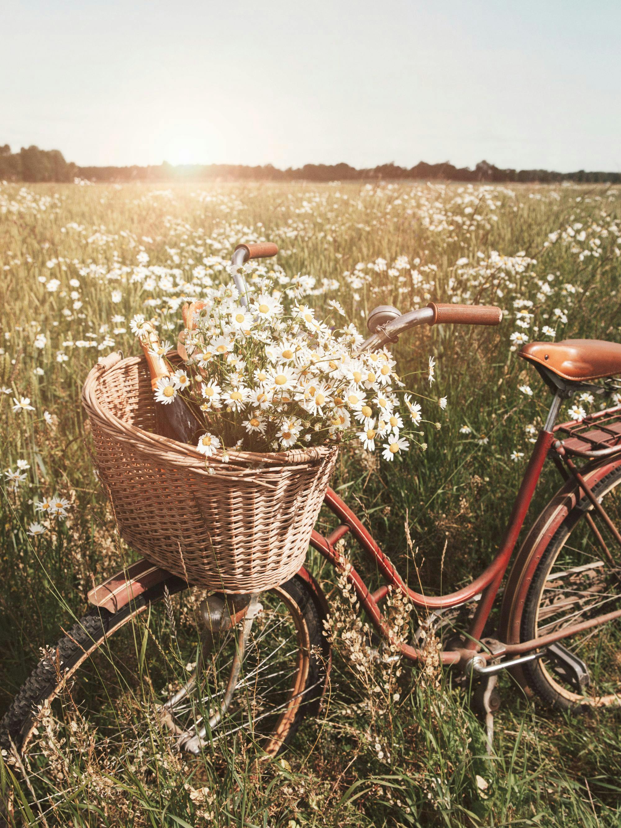 Poster dun vélo vintage rouge avec un panier rempli de marguerites dans un champ ensoleillé.