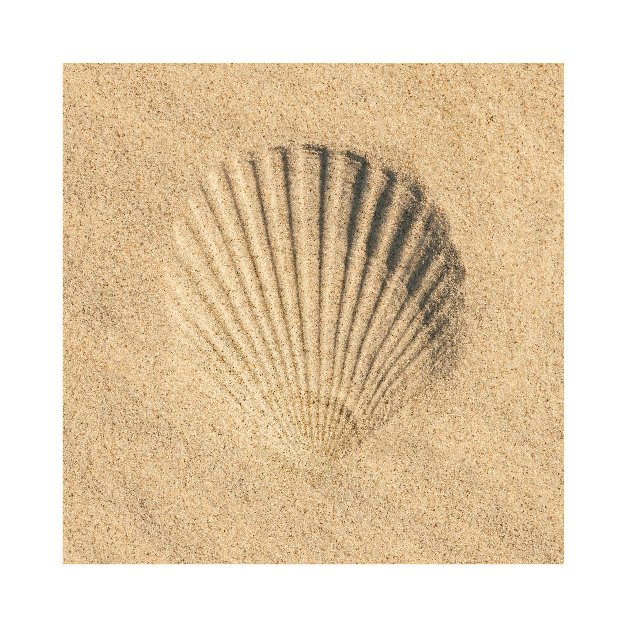 A poster featuring an impression of a scallop shell in golden sand, with long shadows emphasizing its ridges.
