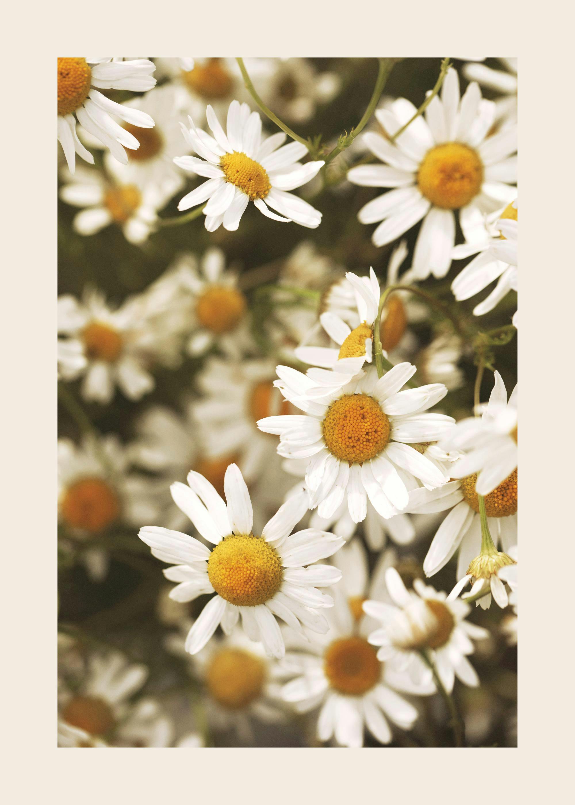 Ein Poster mit einer Nahaufnahme von weißen Gänseblümchen und gelben Blütenköpfen, die das Bild füllen.