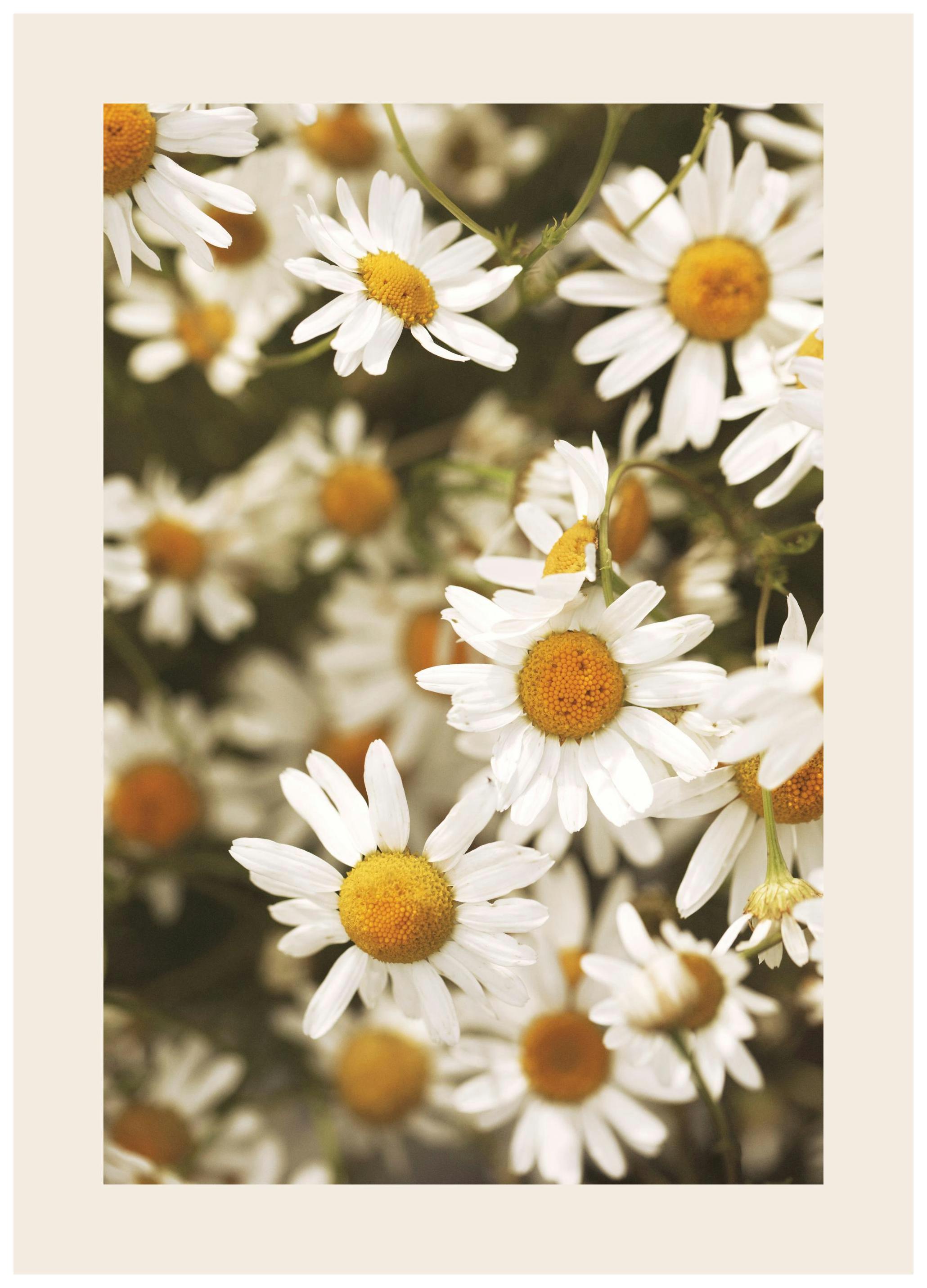 Daisy Dreams Poster (30x40 cm) - Poster Store
