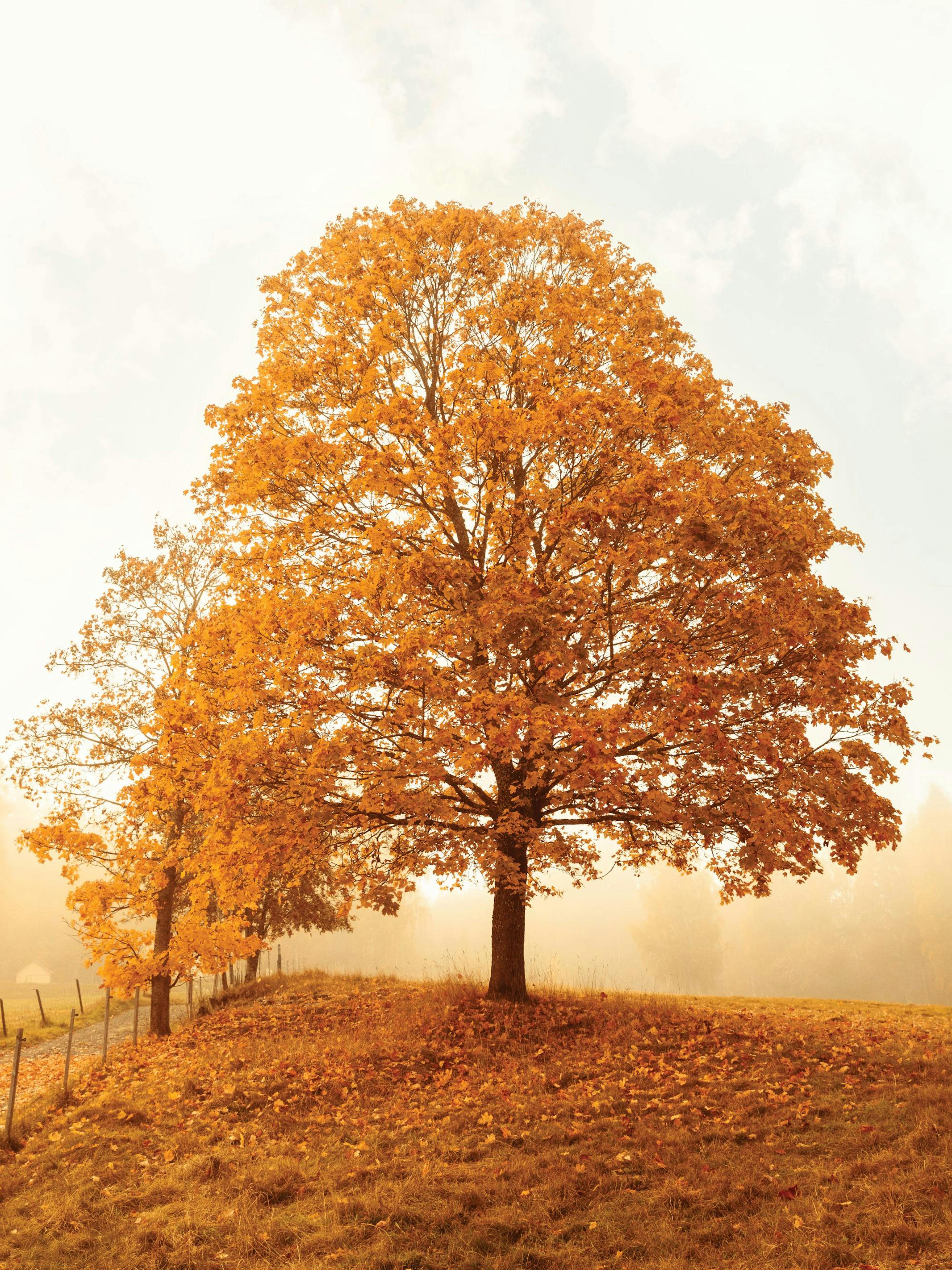 A poster featuring a vibrant autumn tree with rich orange leaves on a grassy hill, bathed in soft golden light.