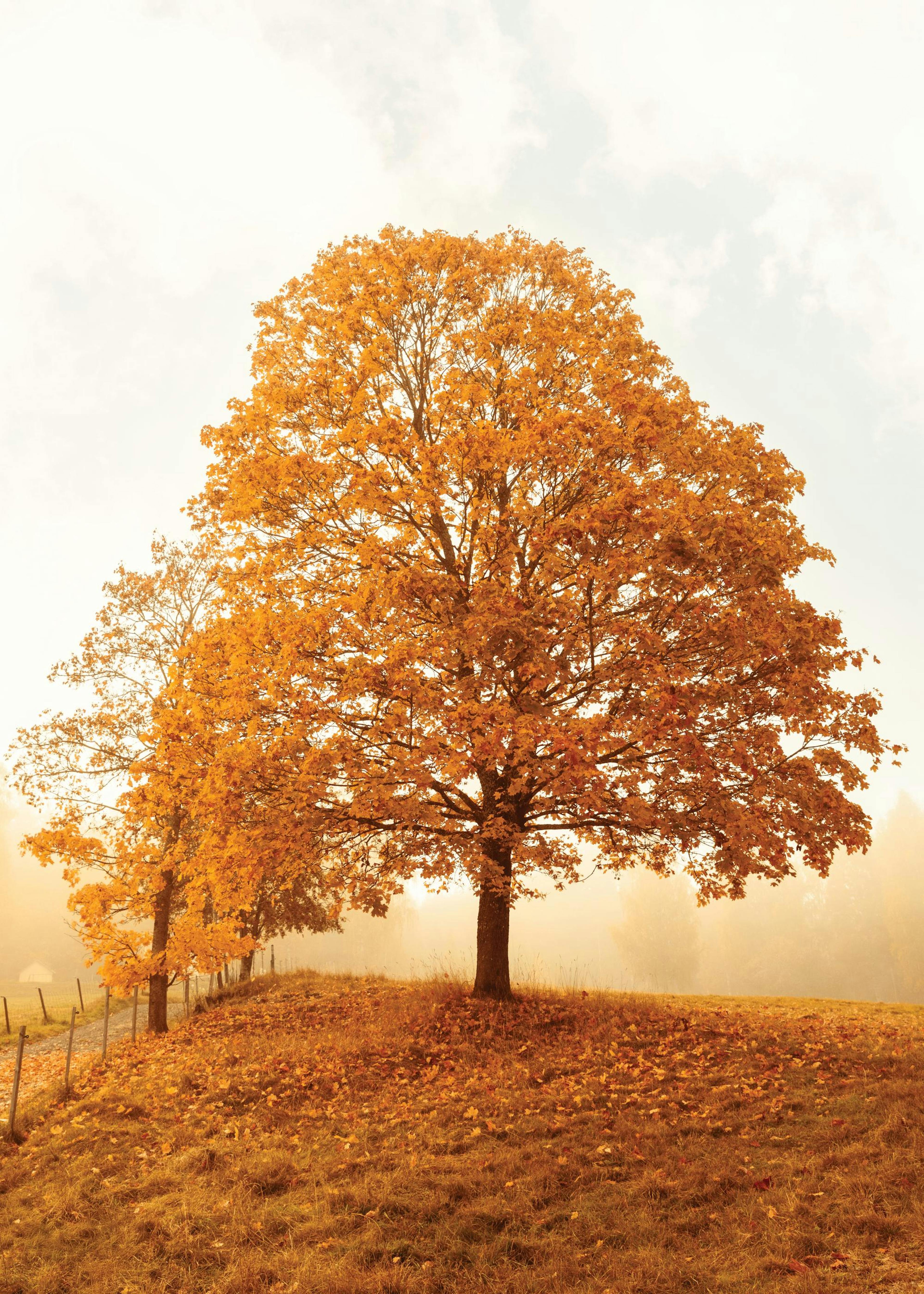 A poster featuring a vibrant autumn tree with rich orange leaves on a grassy hill, bathed in soft golden light.