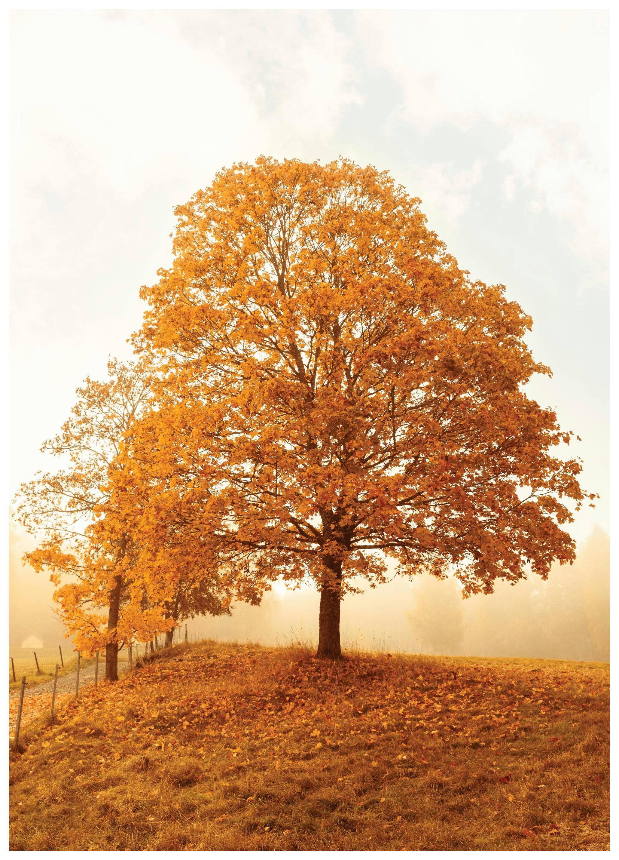 Golden Hour Poster (50x70 cm) - Poster Store