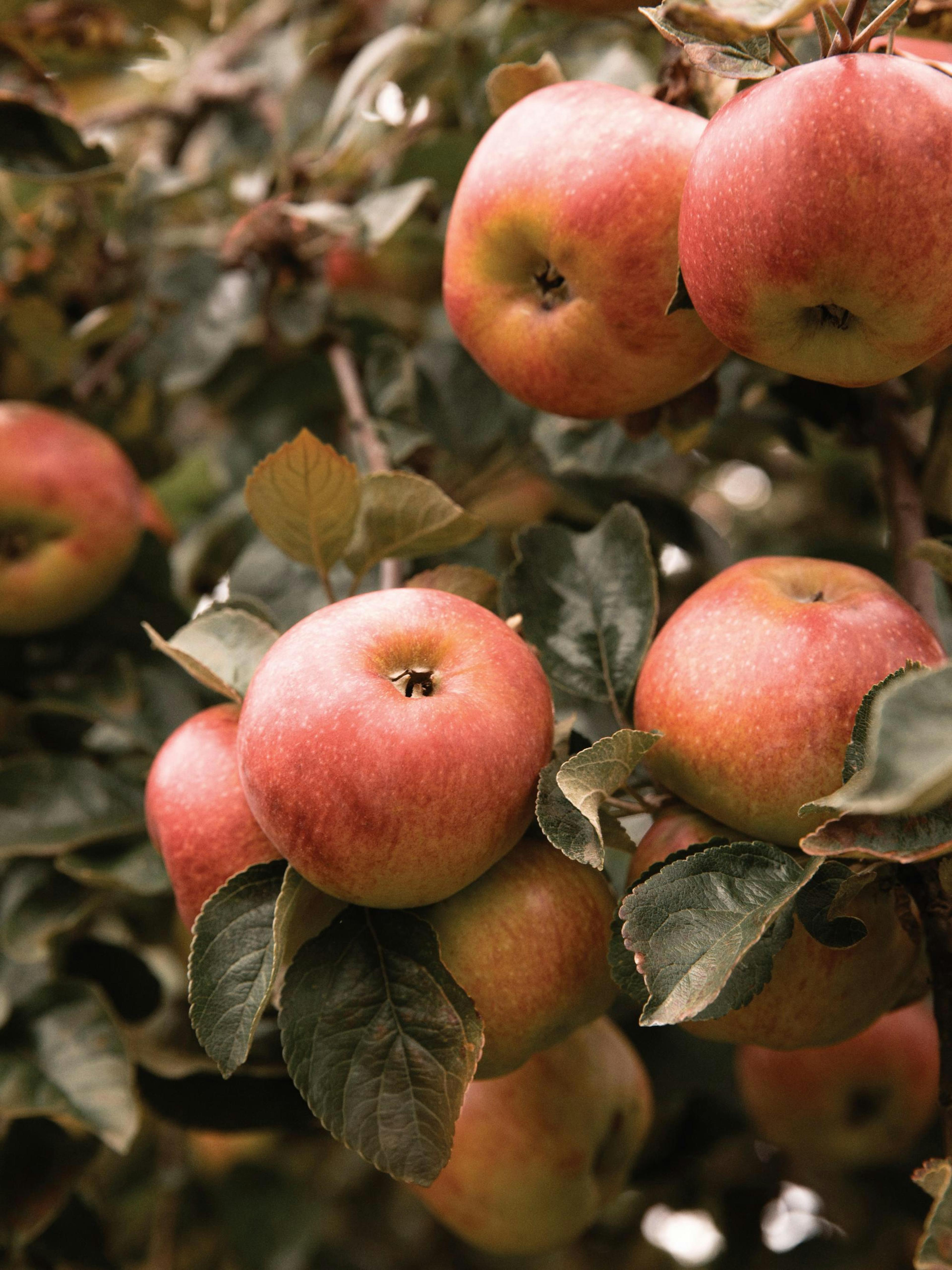 A poster featuring ripe, red and yellow apples on a tree branch with green leaves.