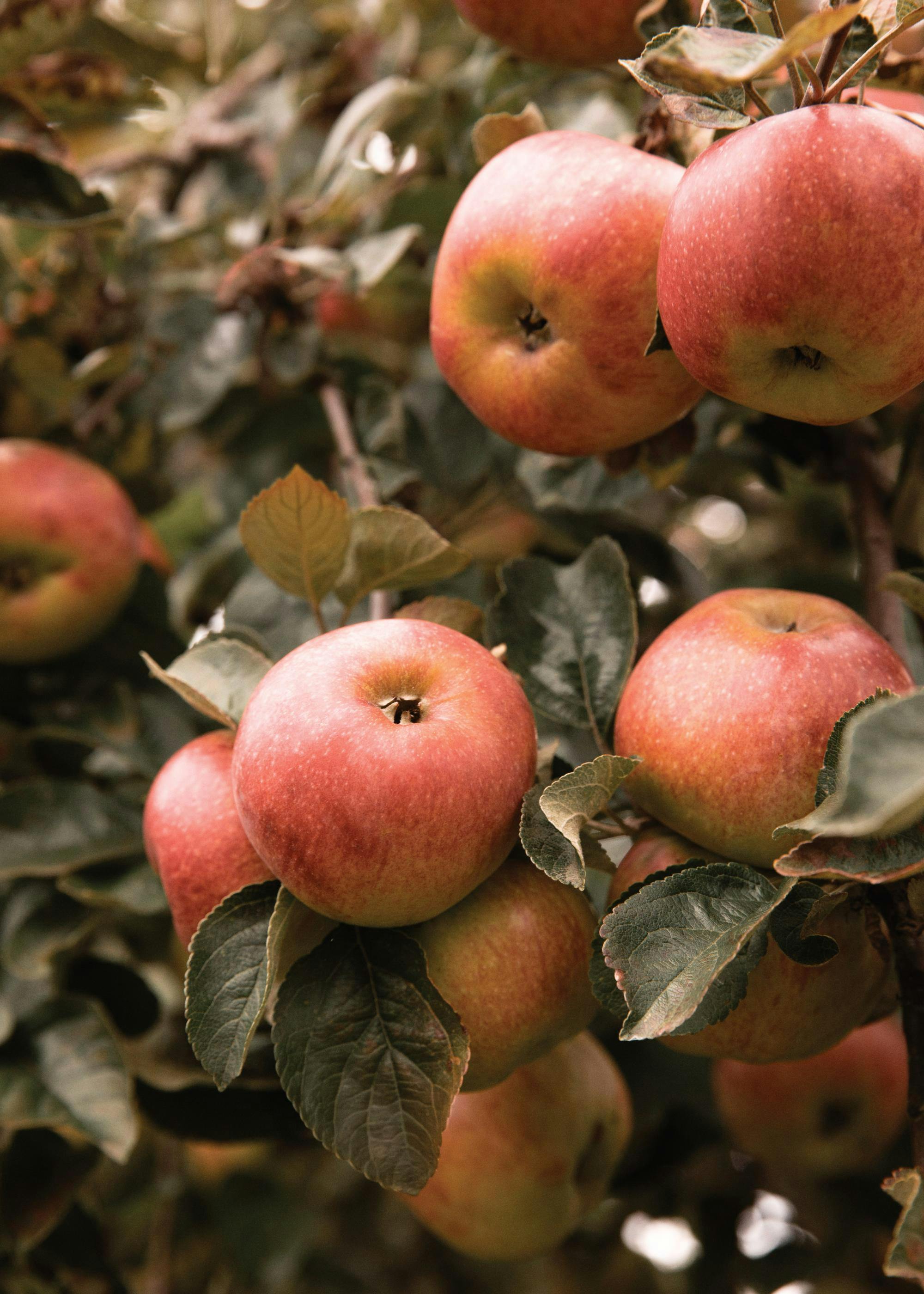Un poster capturant des pommes rouges juteuses poussant sur un arbre avec des feuilles vertes.