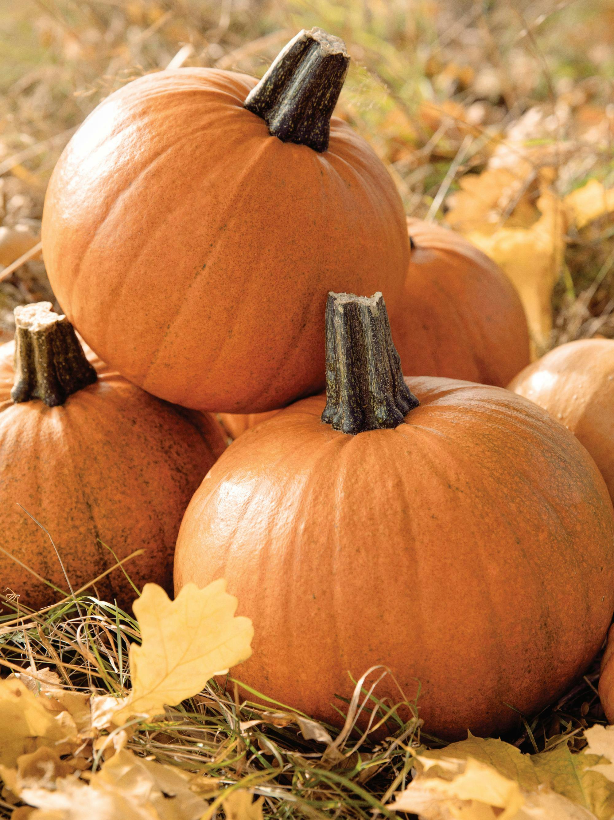 Plakat med seks oransje gresskar, stablet og spredt blant høstløv og gress på en solrik høstdag.