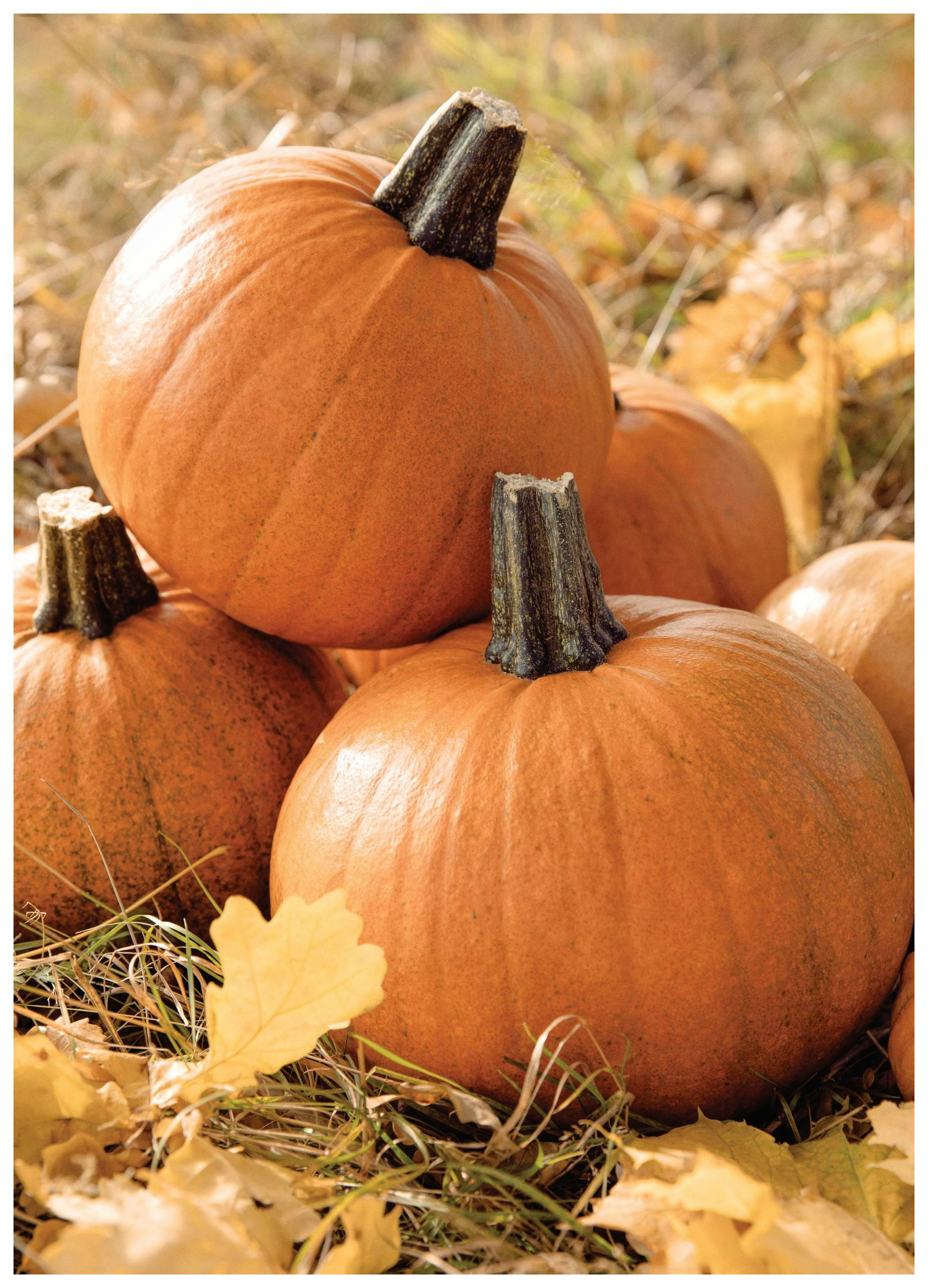 Pumkin Harvest Plakat (21x30 cm) - Poster Store