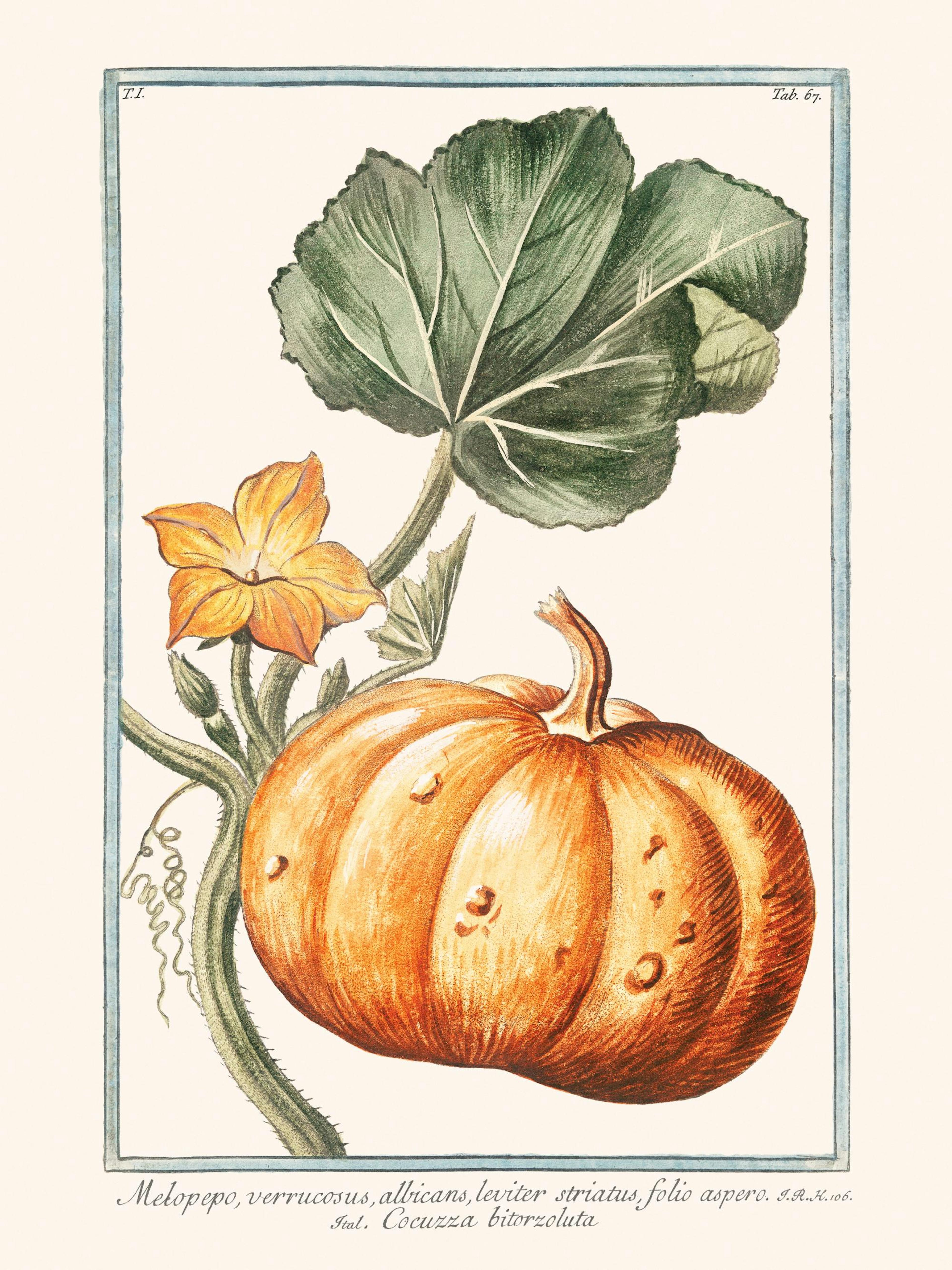 A vintage botanical poster featuring an orange pumpkin with a green vine, leaves, and a yellow flower on a light background.