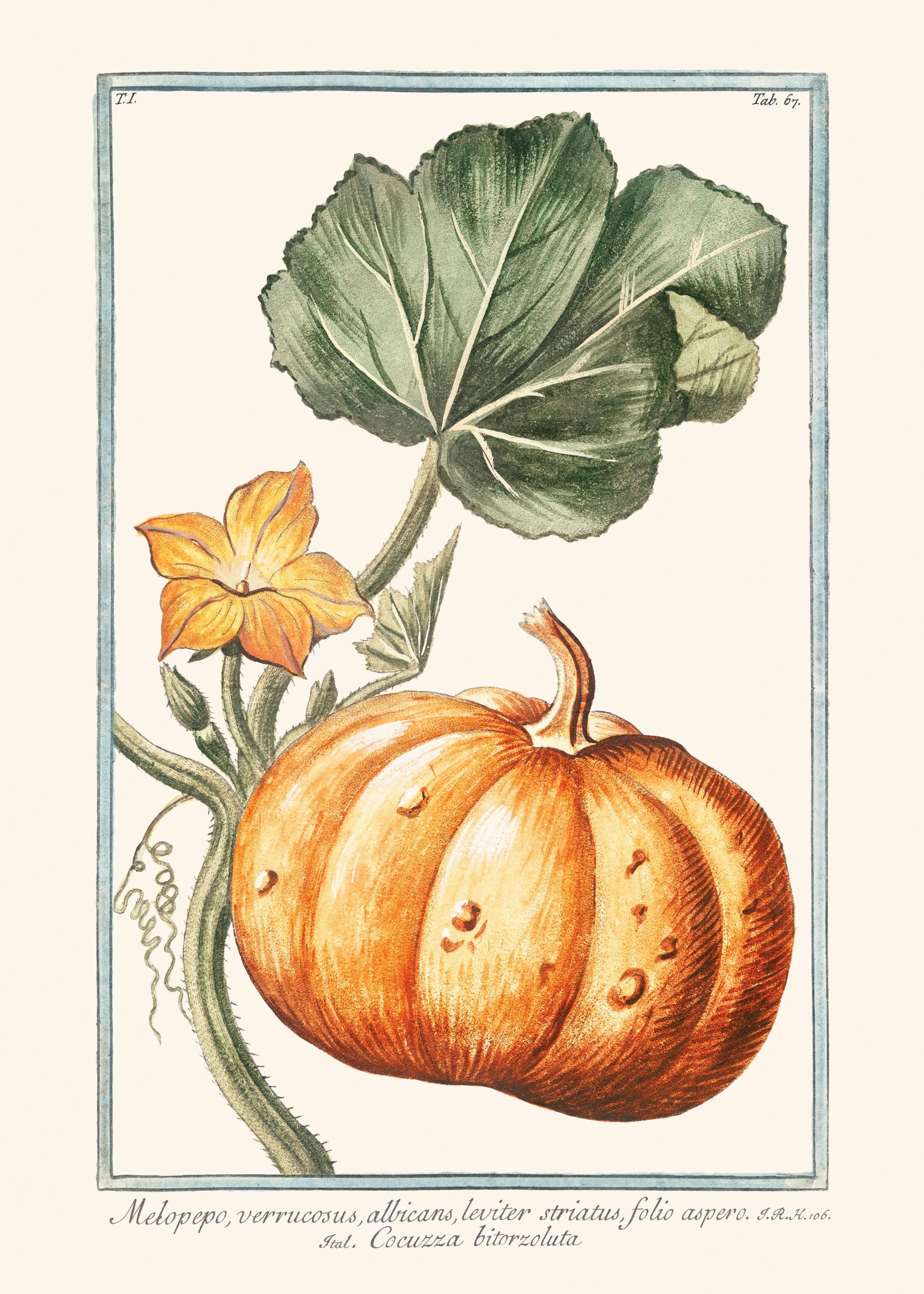 Poster botanique dune citrouille orange avec des feuilles vertes et une fleur jaune sur fond clair.