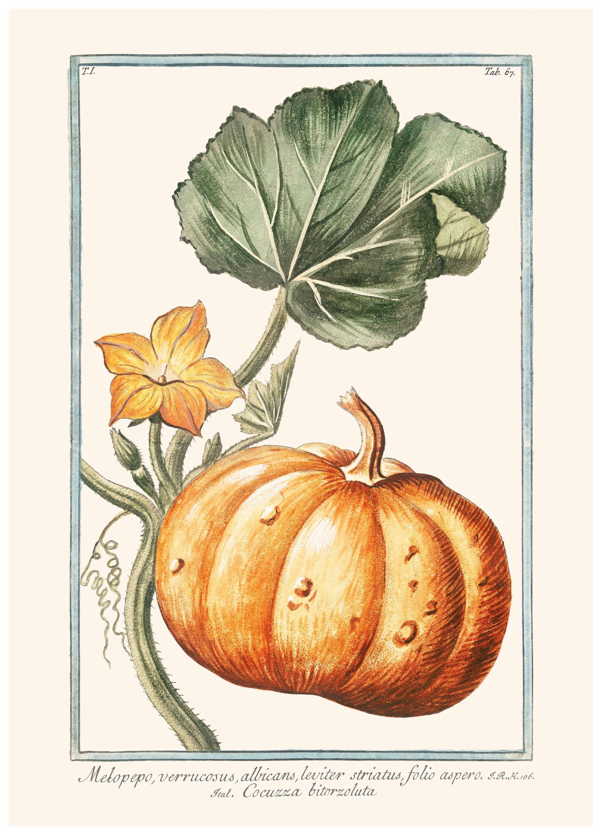 Pumpkin Illustration Poster (50x70 cm) - Poster Store