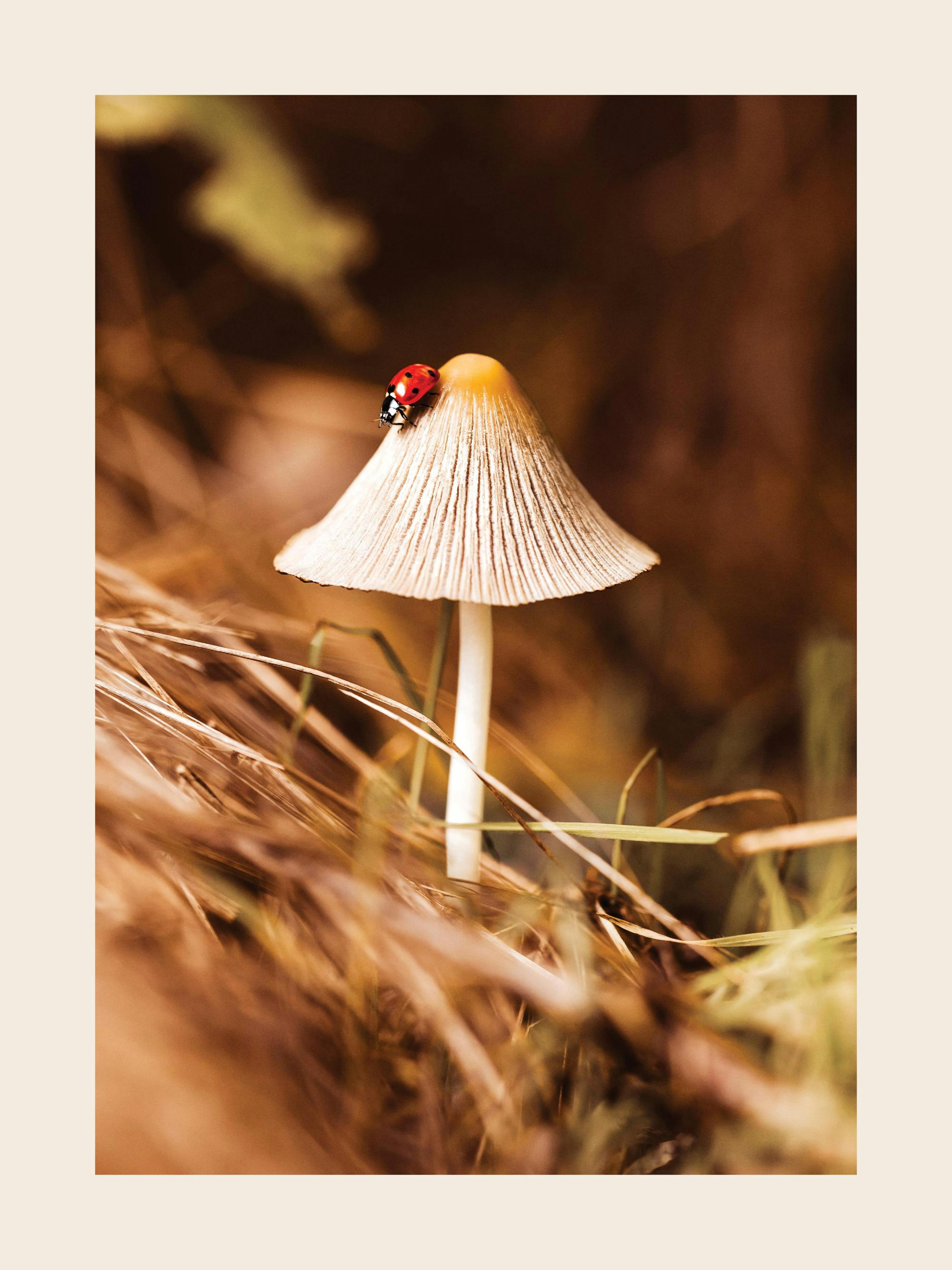 A poster featuring a ladybug on a tan mushroom with a yellow tip, surrounded by dry golden grass.
