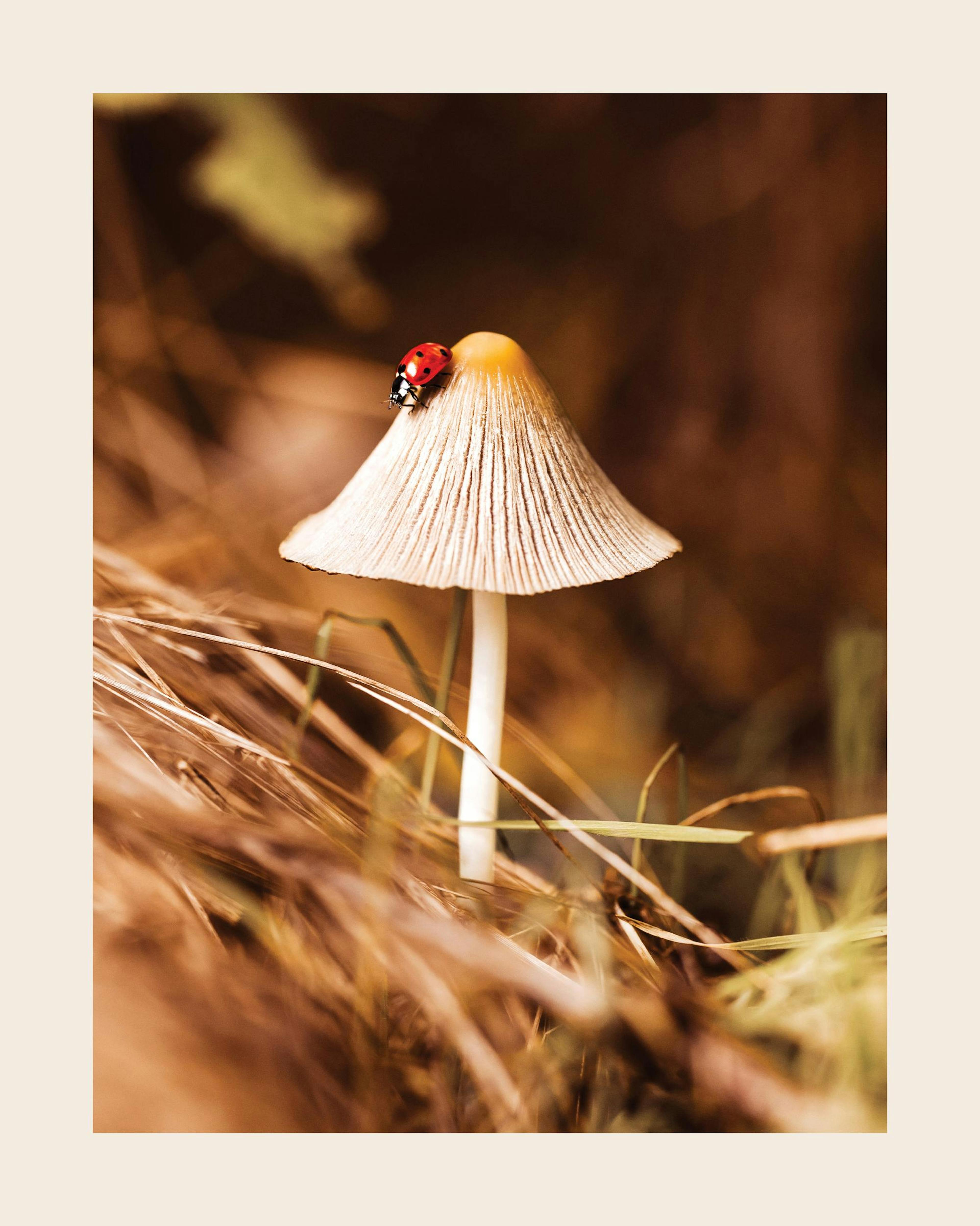 A poster featuring a close-up of a red ladybug on a light brown mushroom in dry grass.