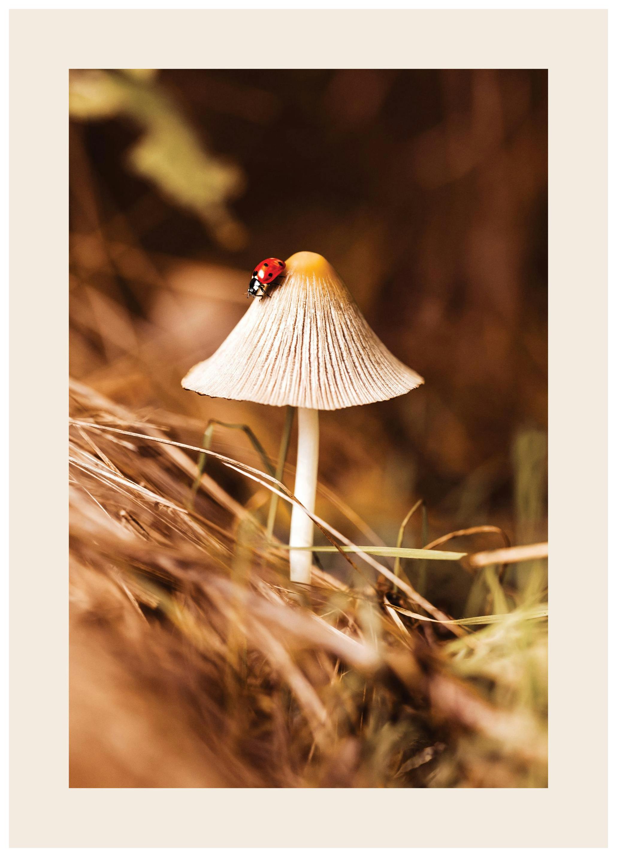 Tiny Wonders Poster (40x50 cm) - Poster Store