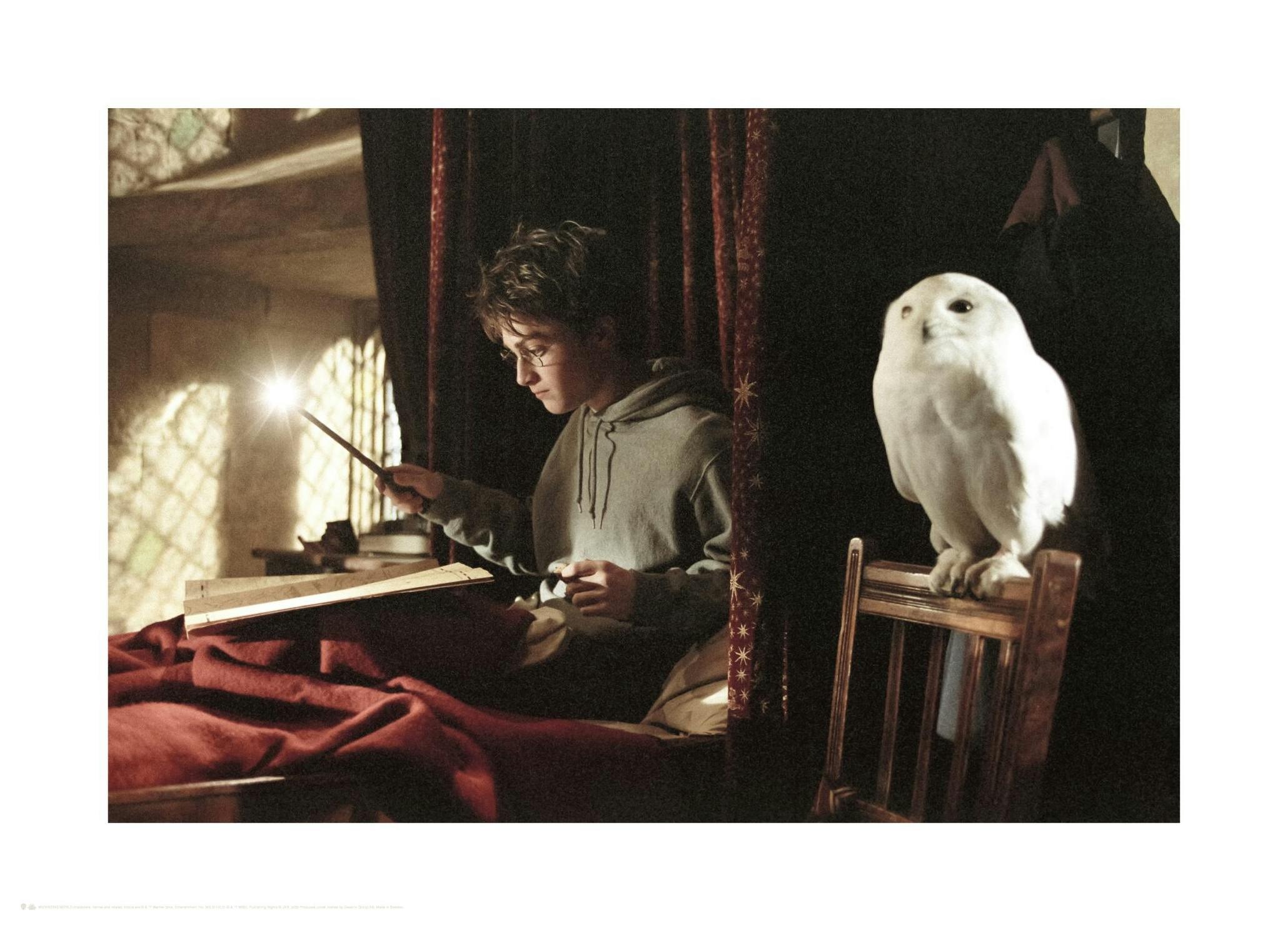 Harry Potter™ - Wizardry with Hedwig Poster (50x70 cm) - Poster Store