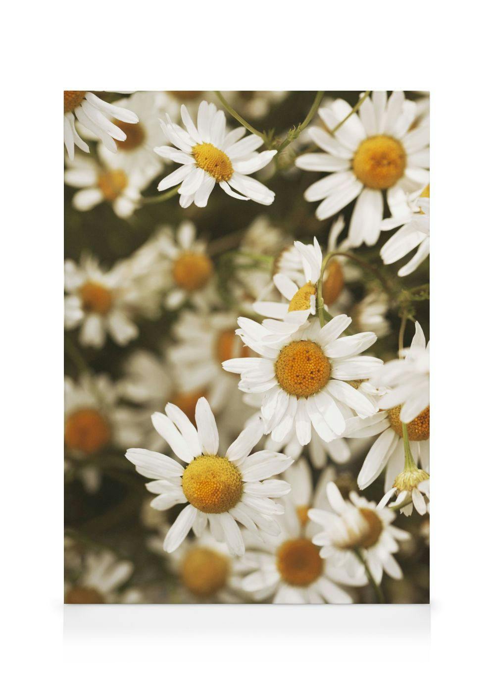 Daisy Dreams Canvas print 0