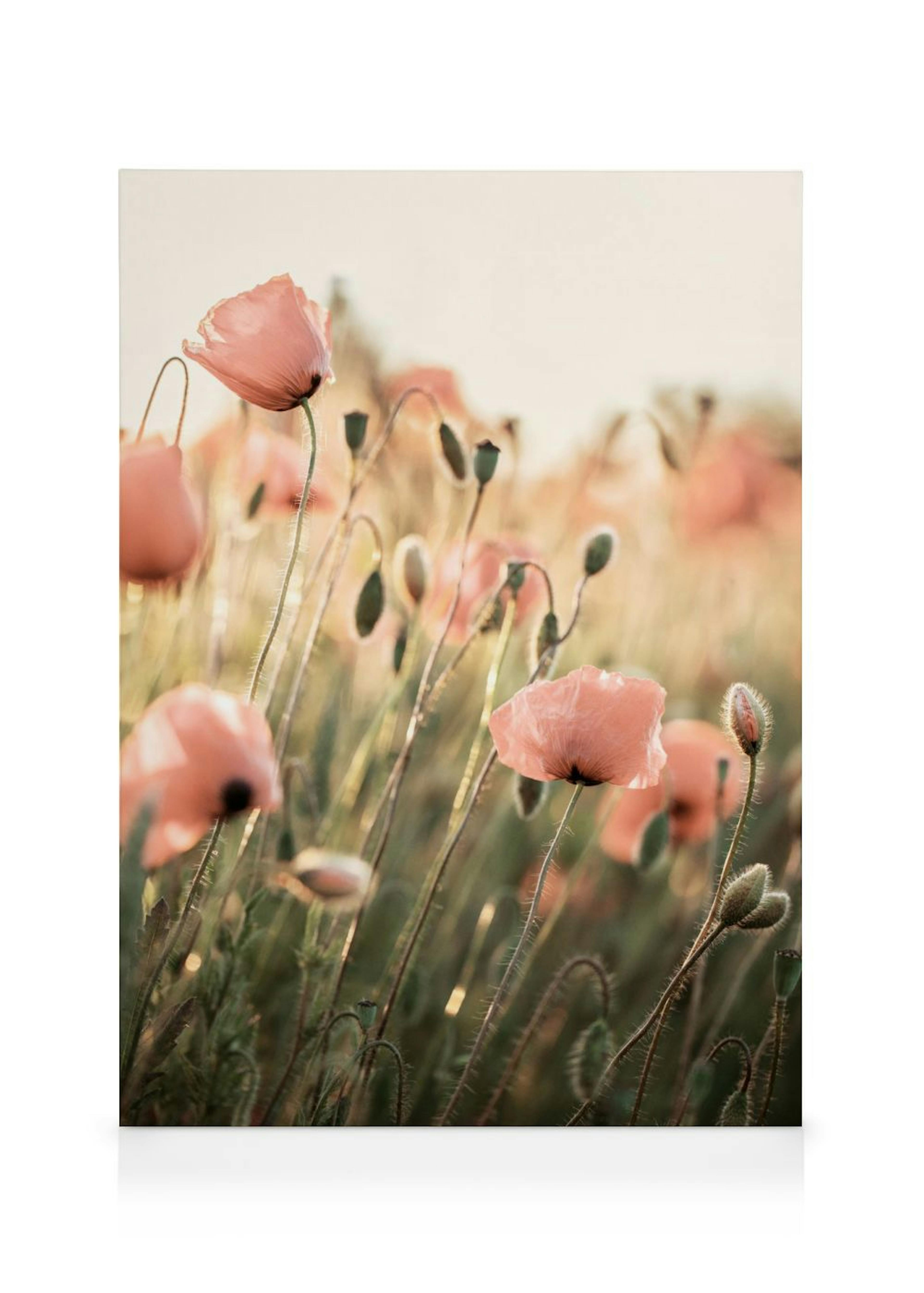 Rosa Mohnblumen Leinwandbild 0
