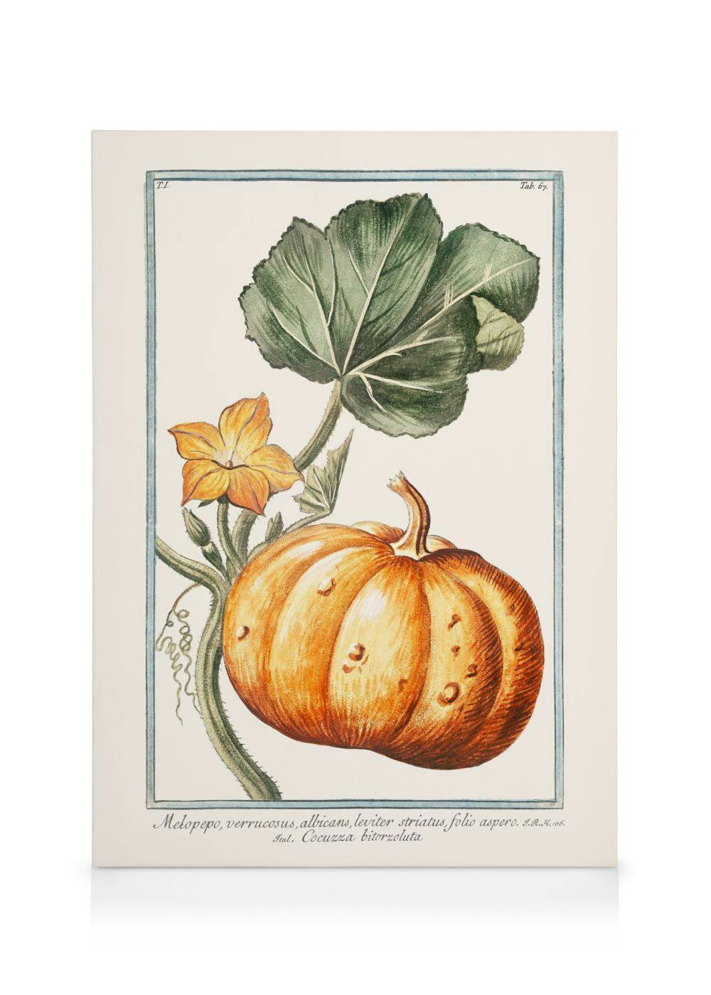 Canvas Prints - Pumpkin Illustration Canvas print (70x100 cm - Black Frame) - Poster Store