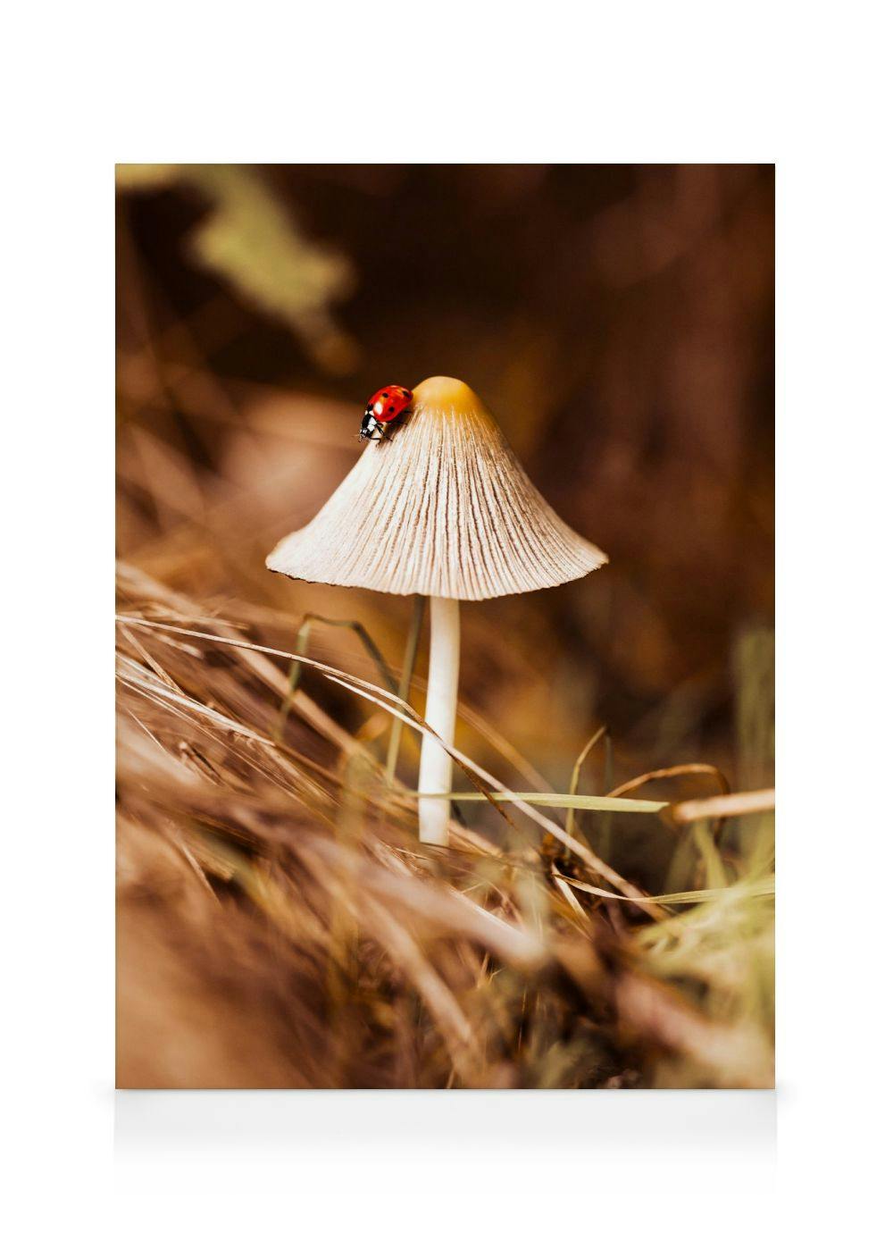 Canvas Prints - Tiny Wonders Canvas print (70x100 cm - Black Frame) - Poster Store
