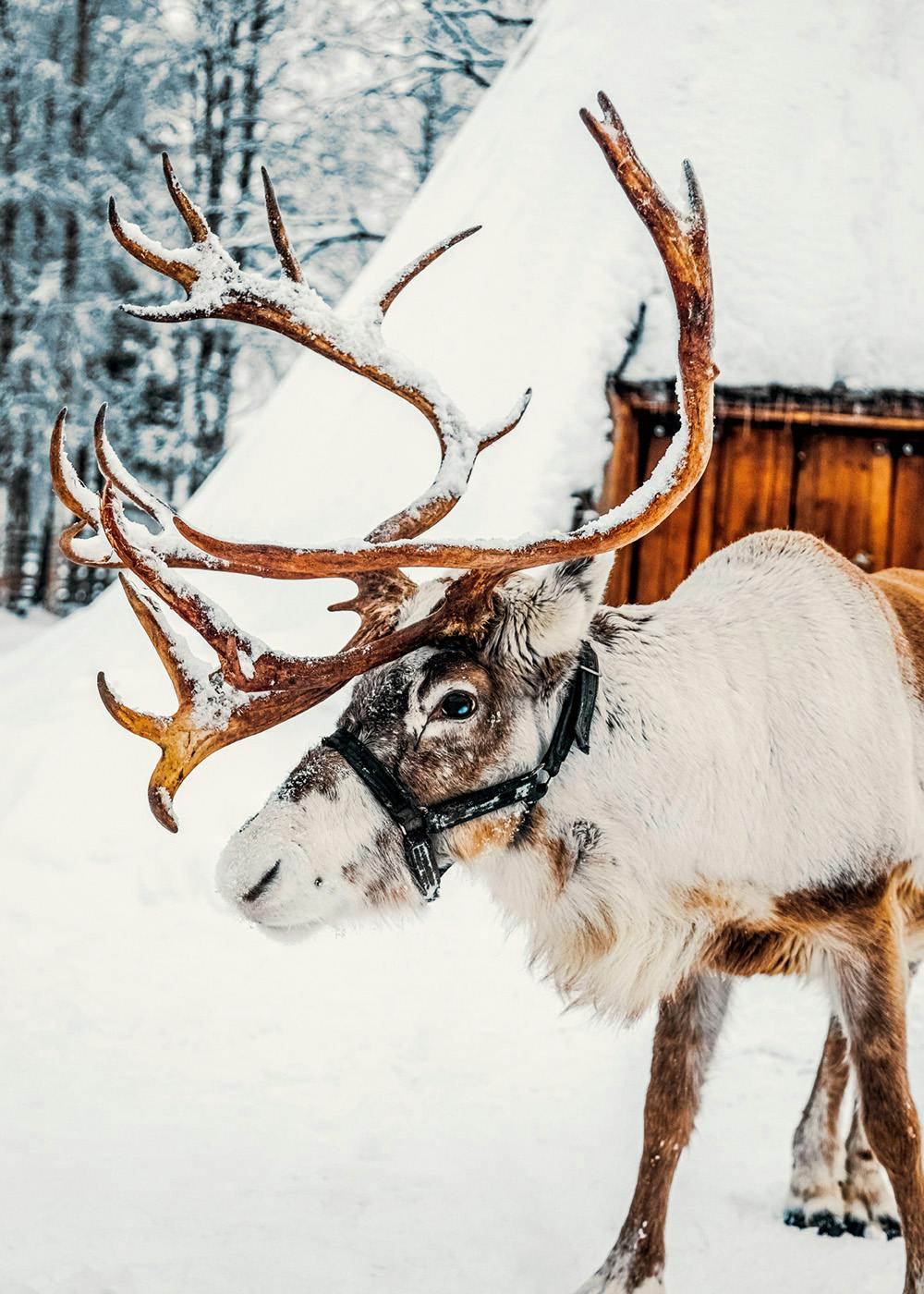 Winter Wanderer Poster 0